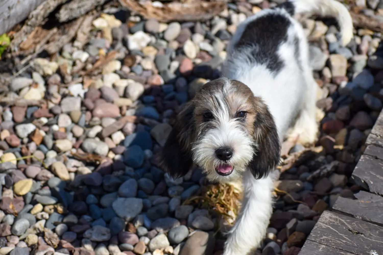 Een Petit Basset Griffon Vendéen puppy kopen betekent verantwoordelijkheid nemen! Petit Basset Griffon Vendéen pups te koop.