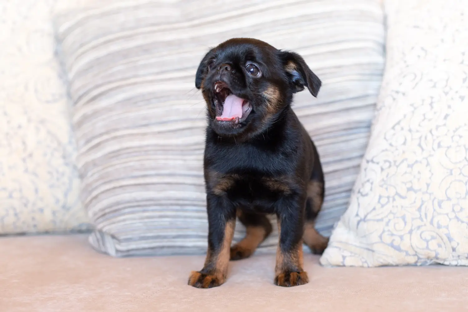 Een Petit Brabançon puppy kopen betekent verantwoordelijkheid nemen! Petit Brabançon puppy kopen.