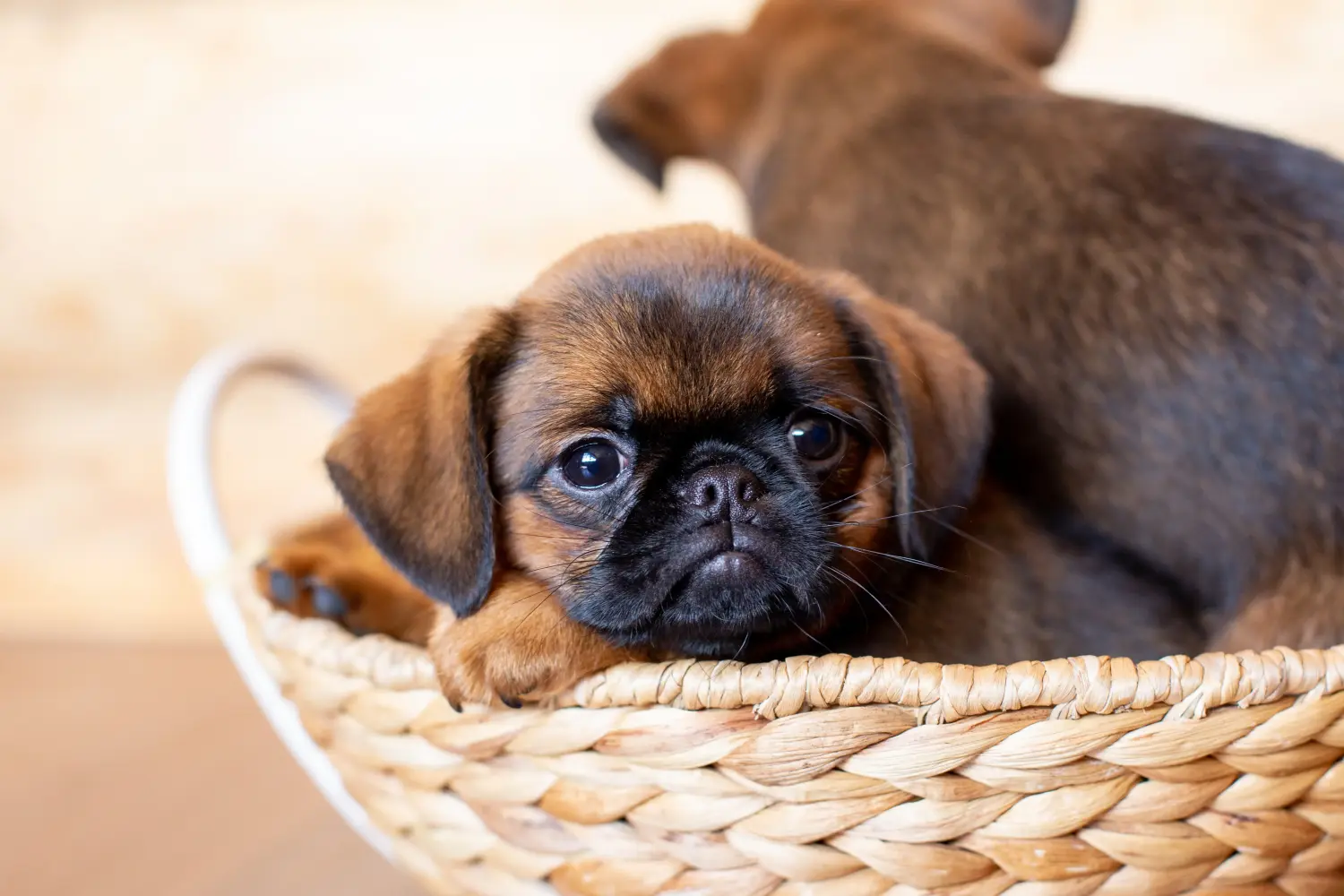 Een Petit Brabançon puppy kopen betekent verantwoordelijkheid nemen! Petit Brabançon puppy kopen.