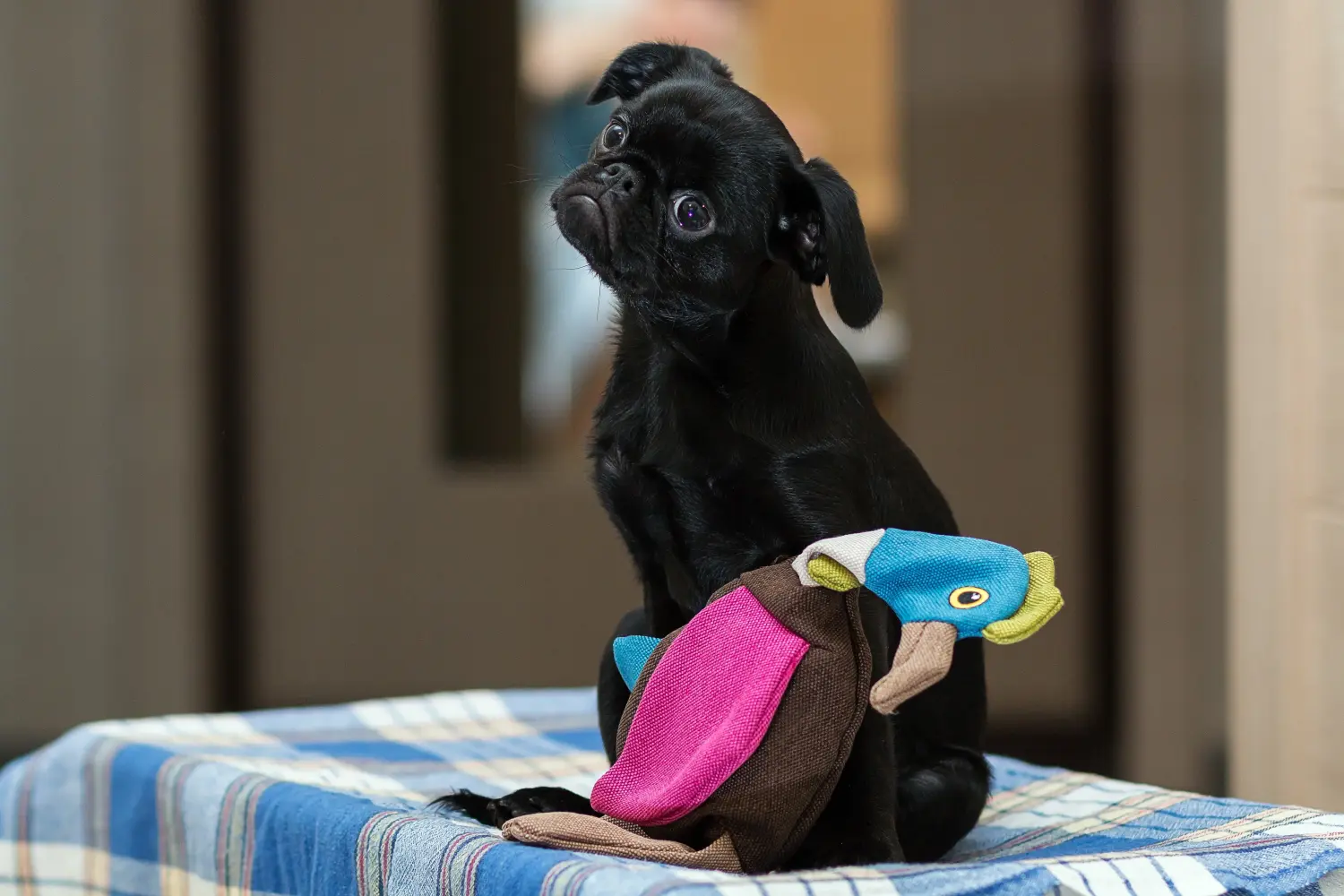 Een Petit Brabançon puppy kopen betekent verantwoordelijkheid nemen! Petit Brabançon puppy kopen.