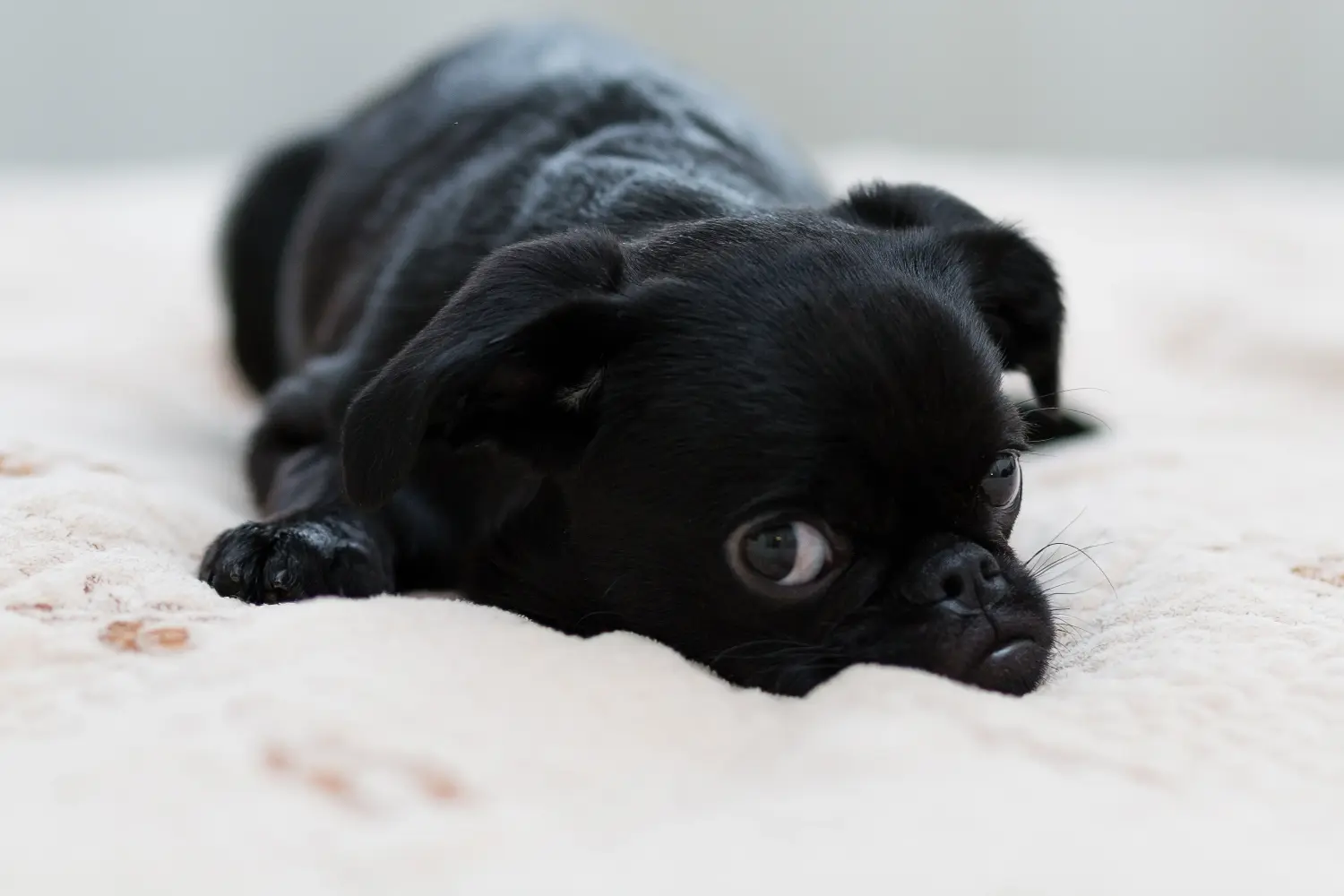 Een Petit Brabançon puppy kopen betekent verantwoordelijkheid nemen! Petit Brabançon puppy kopen.