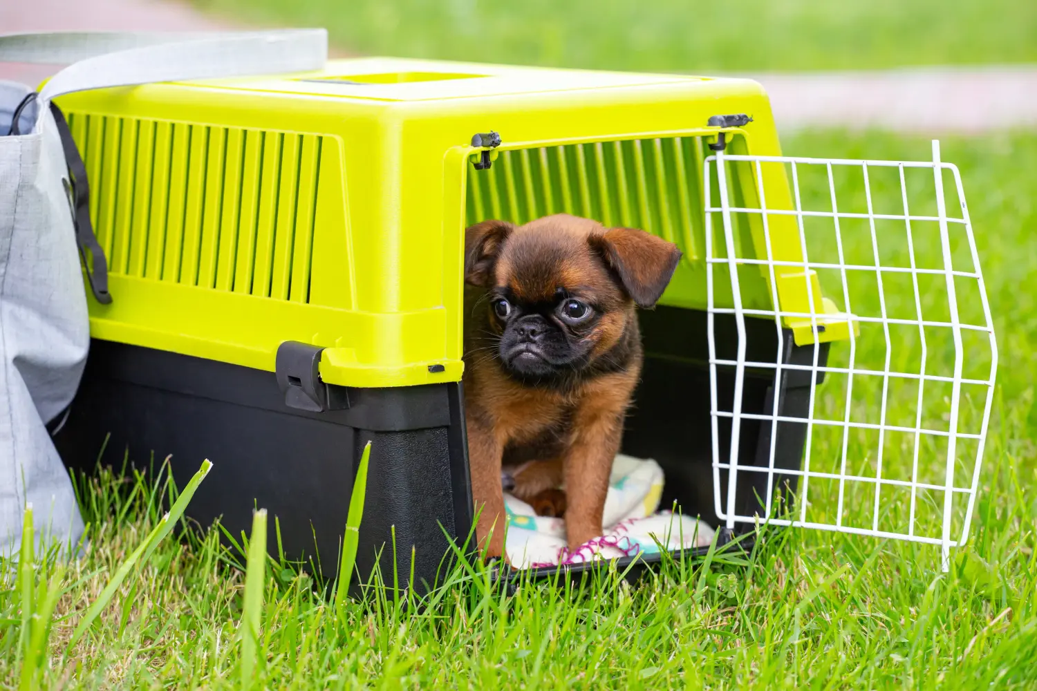 Een Petit Brabançon puppy kopen betekent verantwoordelijkheid nemen! Petit Brabançon puppy kopen.