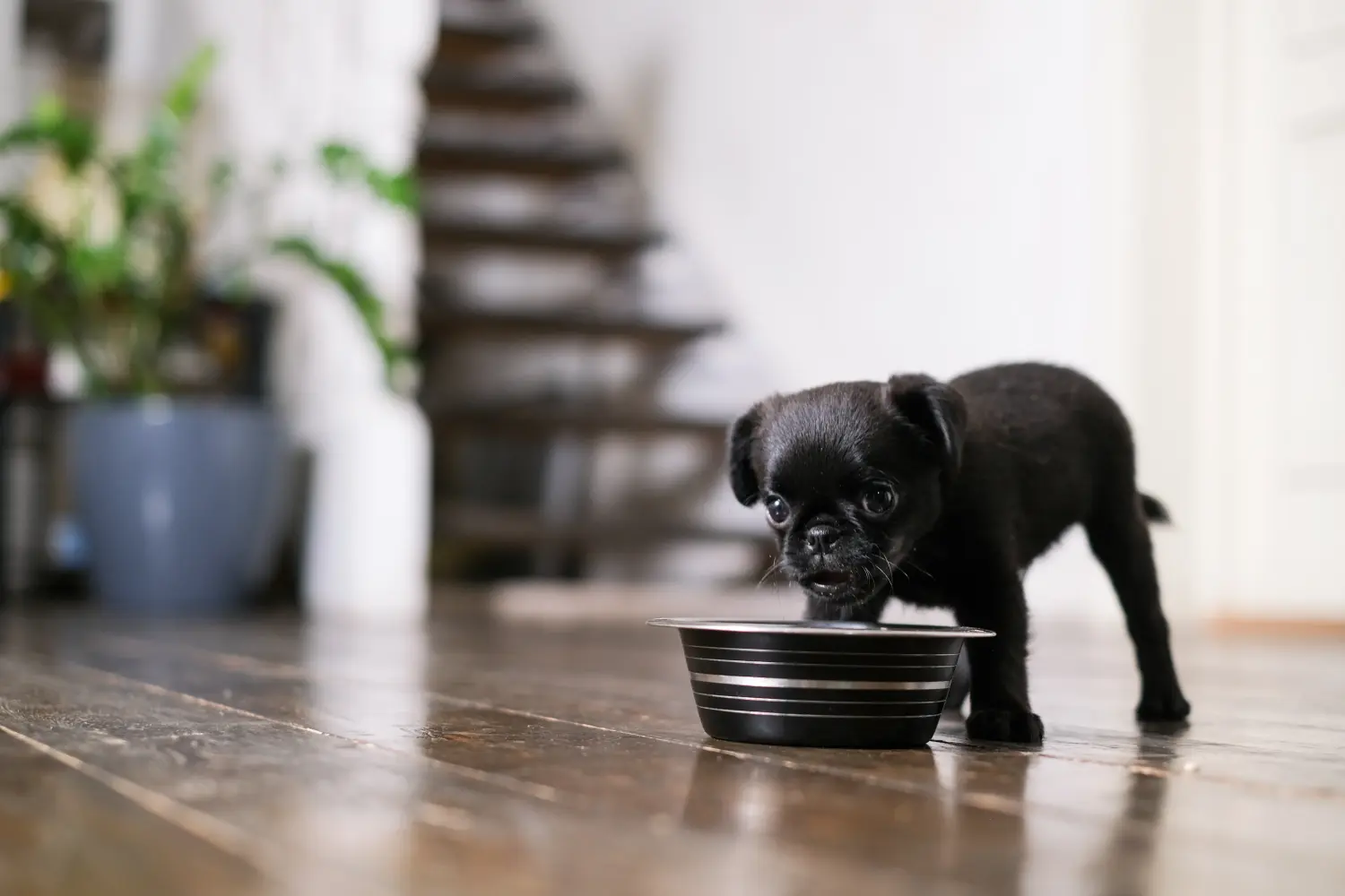 Een Petit Brabançon puppy kopen betekent verantwoordelijkheid nemen! Petit Brabançon puppy kopen.
