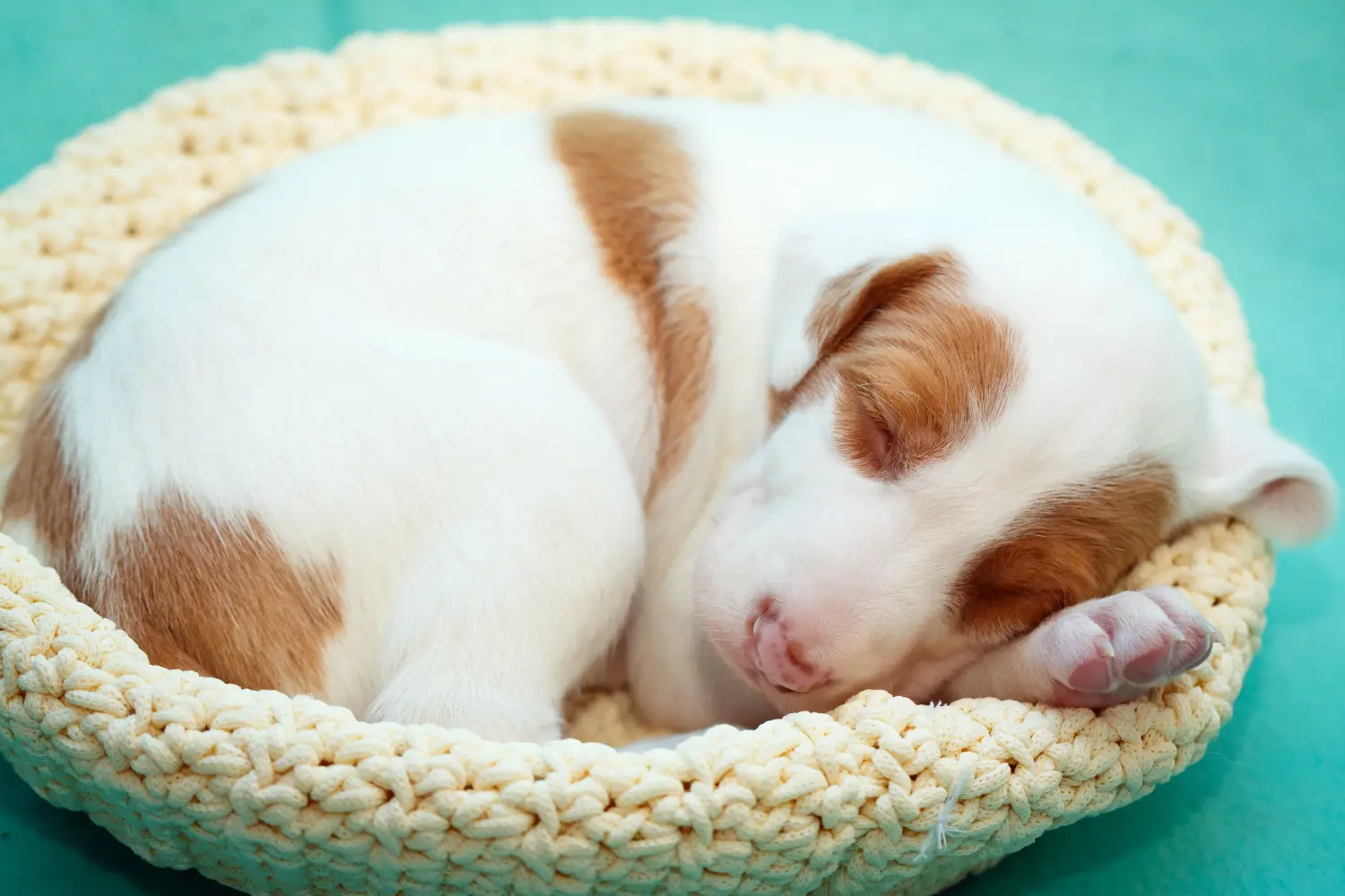 Een Podenco puppy kopen betekent verantwoordelijkheid nemen! Podenco puppy's kopen.