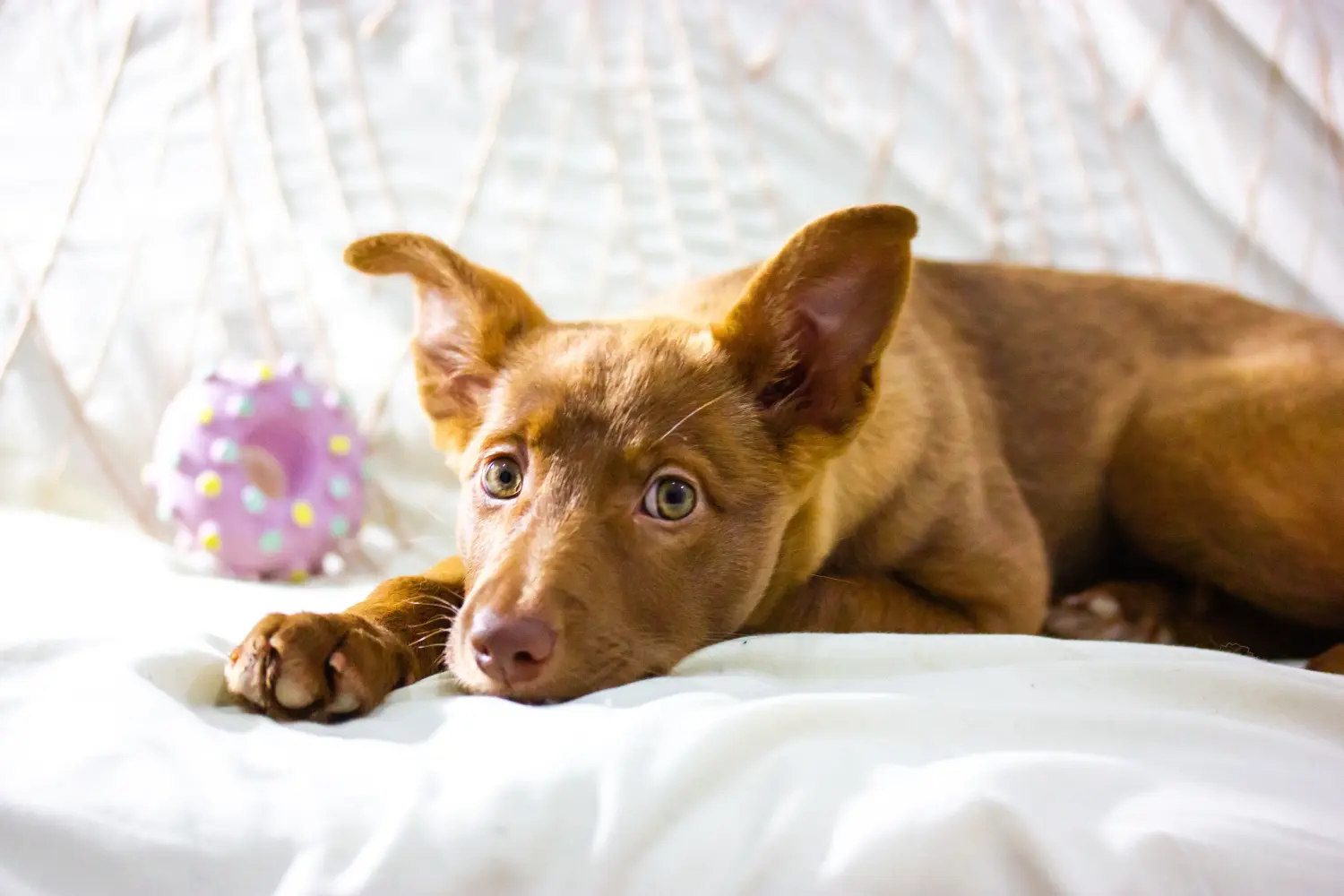 Een Podenco puppy kopen betekent verantwoordelijkheid nemen! Podenco puppy's kopen.