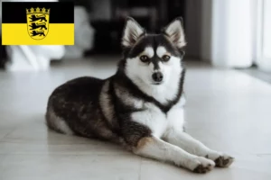 Lees meer over het artikel Pomsky fokkers en pups in Baden-Württemberg