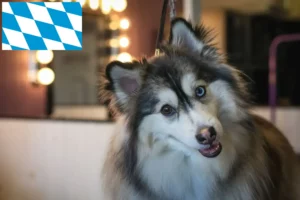 Lees meer over het artikel Pomsky fokkers en puppies in Beieren
