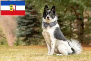 Lees meer over het artikel Pomsky fokkers en pups in Sleeswijk-Holstein