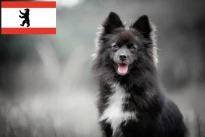 Lees meer over het artikel Pomsky fokkers en puppies in Berlijn