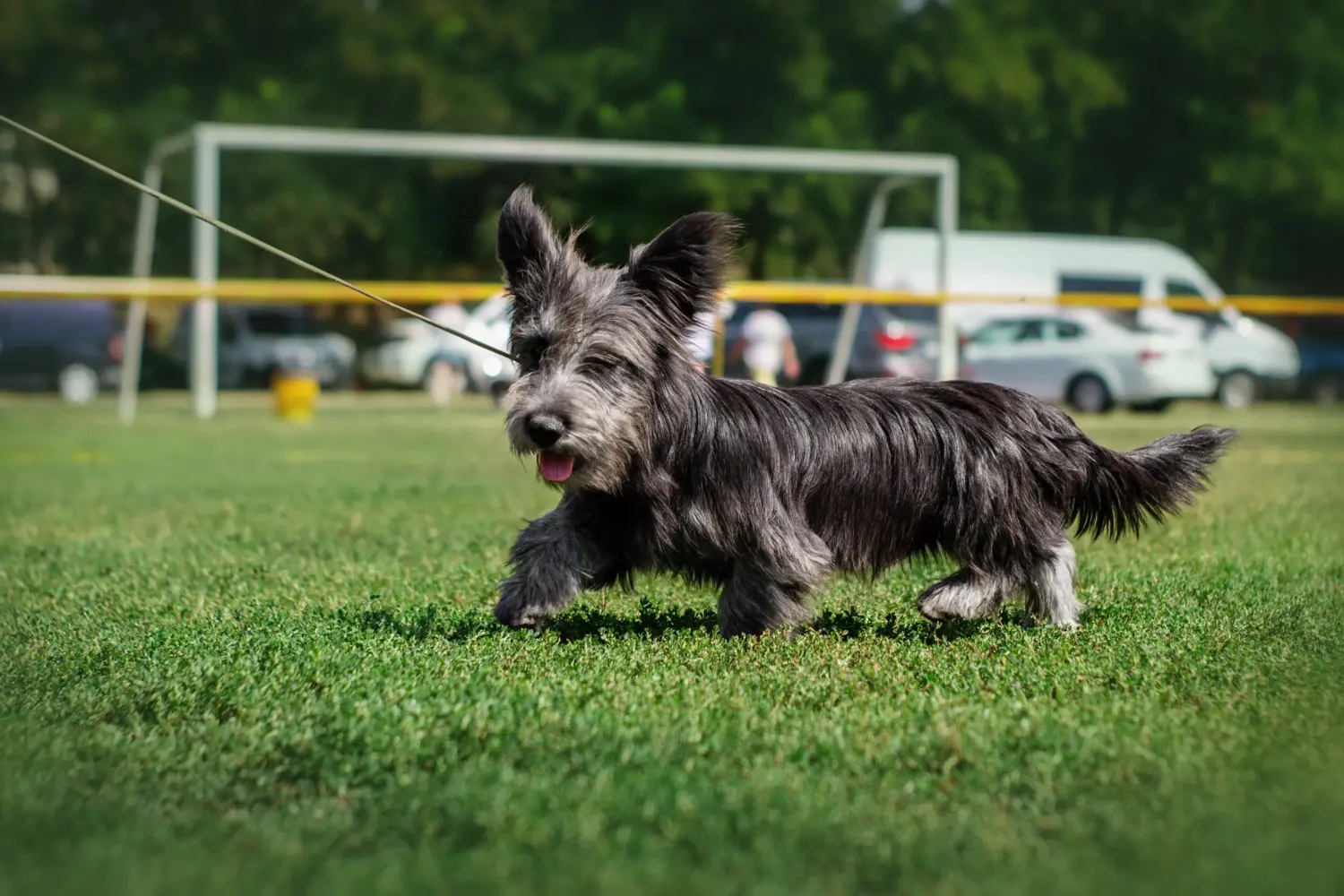 Een Skye Terrier puppy kopen betekent verantwoordelijkheid nemen! Skye Terrier puppy kopen.