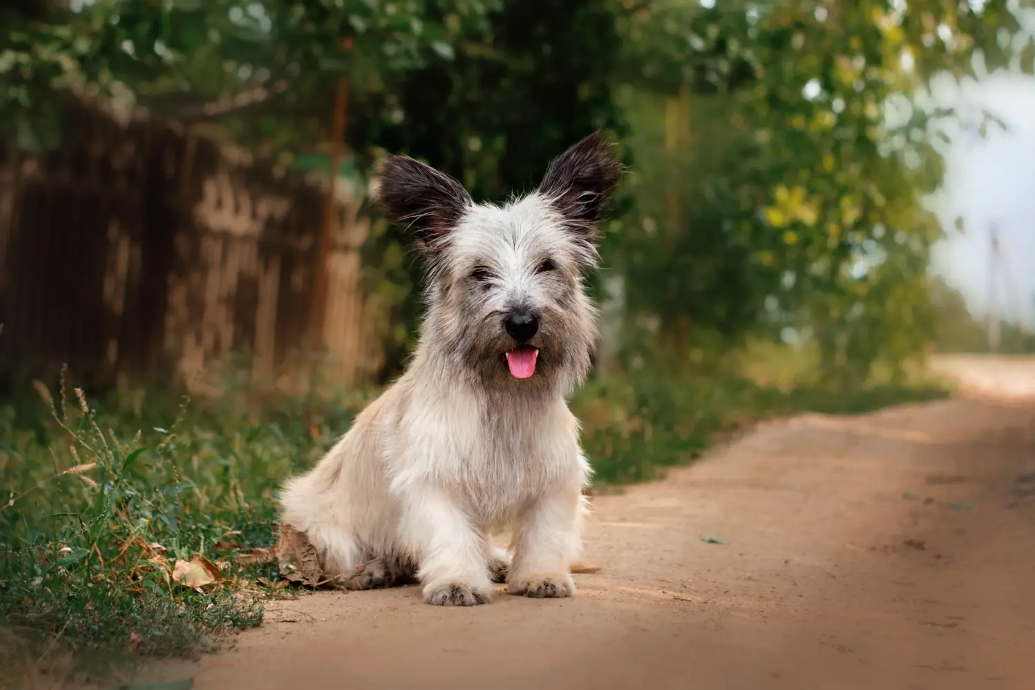 Een Skye Terrier puppy kopen betekent verantwoordelijkheid nemen! Skye Terrier puppy kopen.
