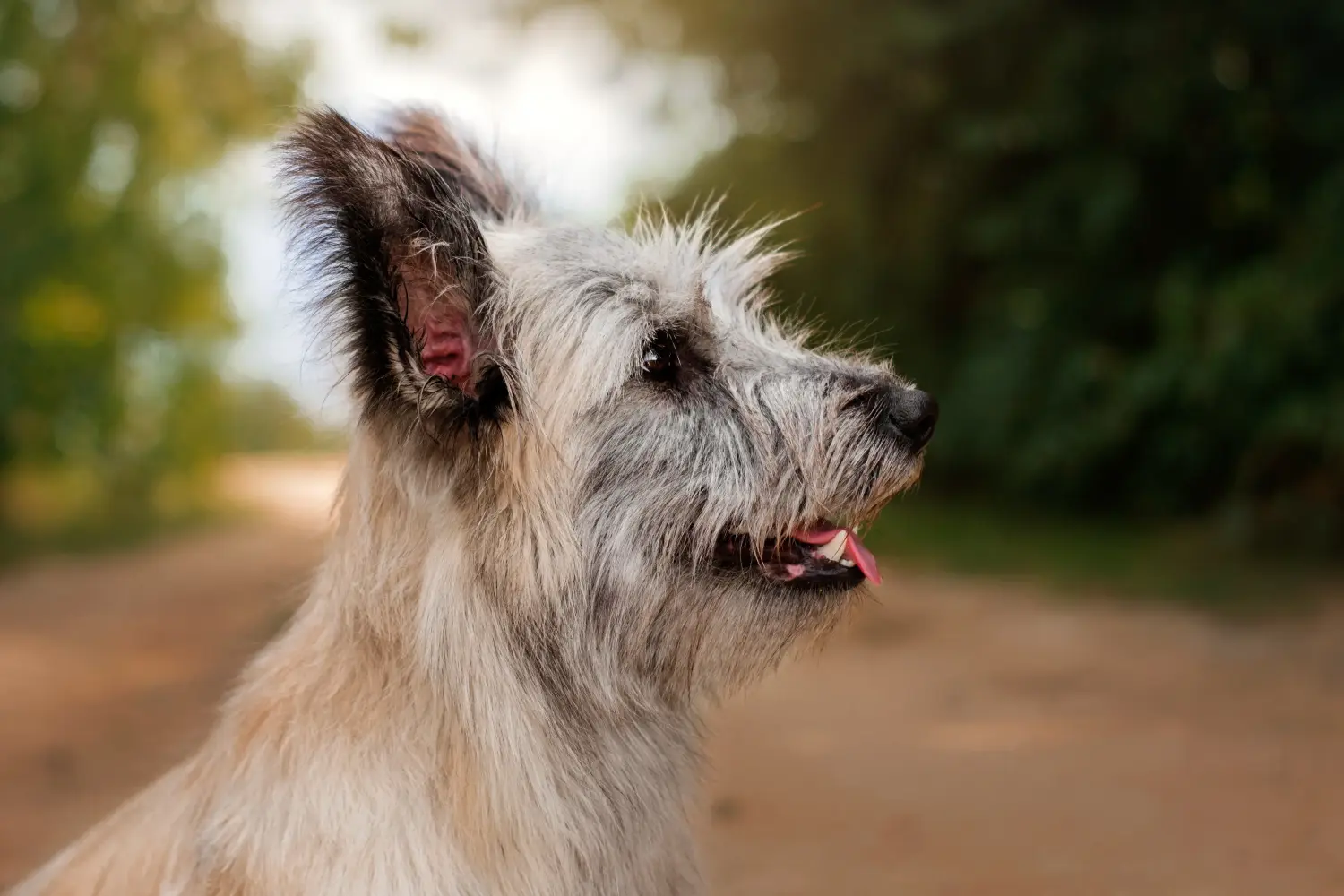 Een Skye Terrier puppy kopen betekent verantwoordelijkheid nemen! Skye Terrier puppy kopen.