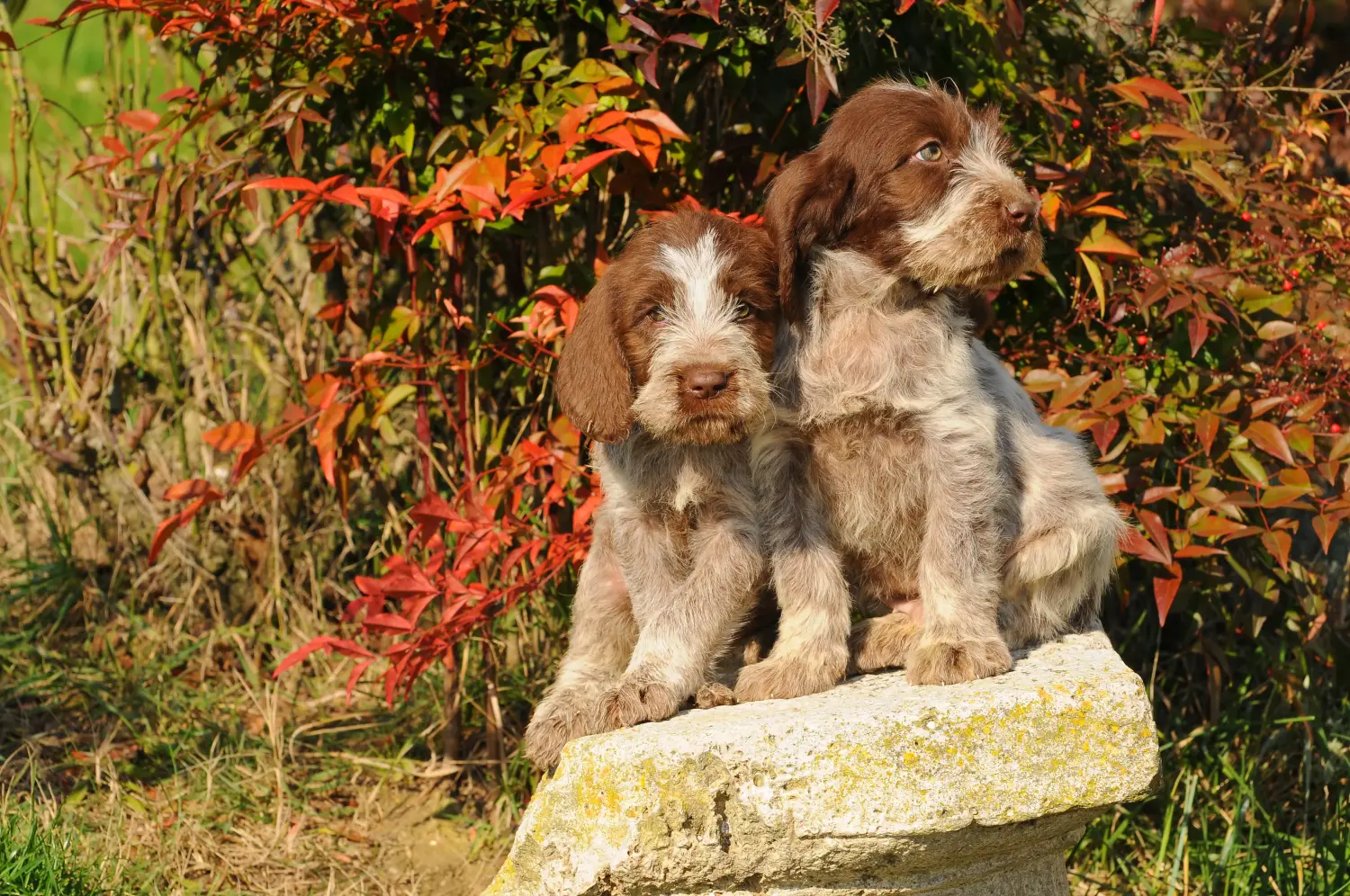 Een Spinone Italiano puppy kopen betekent verantwoordelijkheid nemen! Spinone Italiano puppy's kopen.