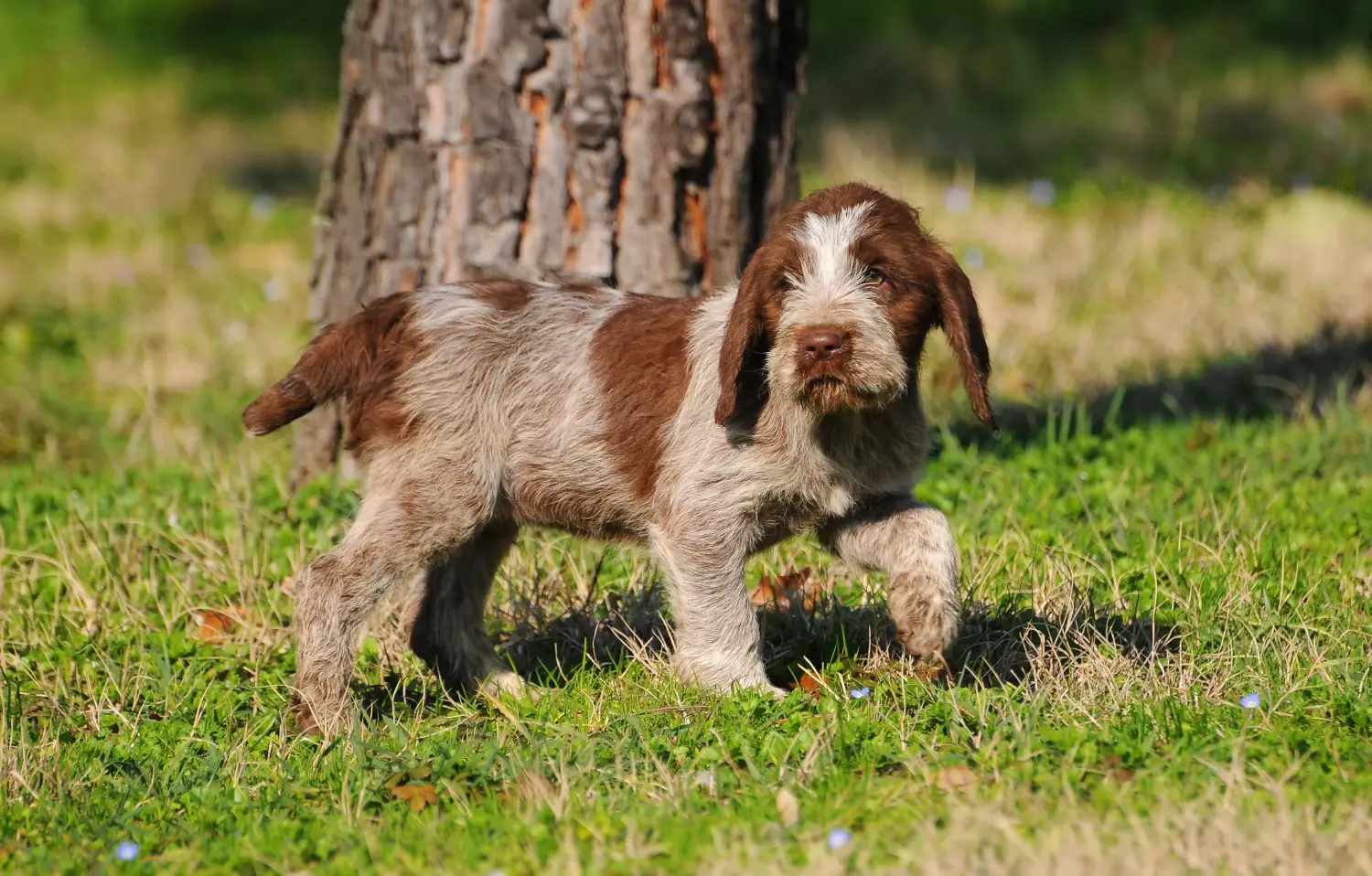 Een Spinone Italiano puppy kopen betekent verantwoordelijkheid nemen! Spinone Italiano puppy's kopen.