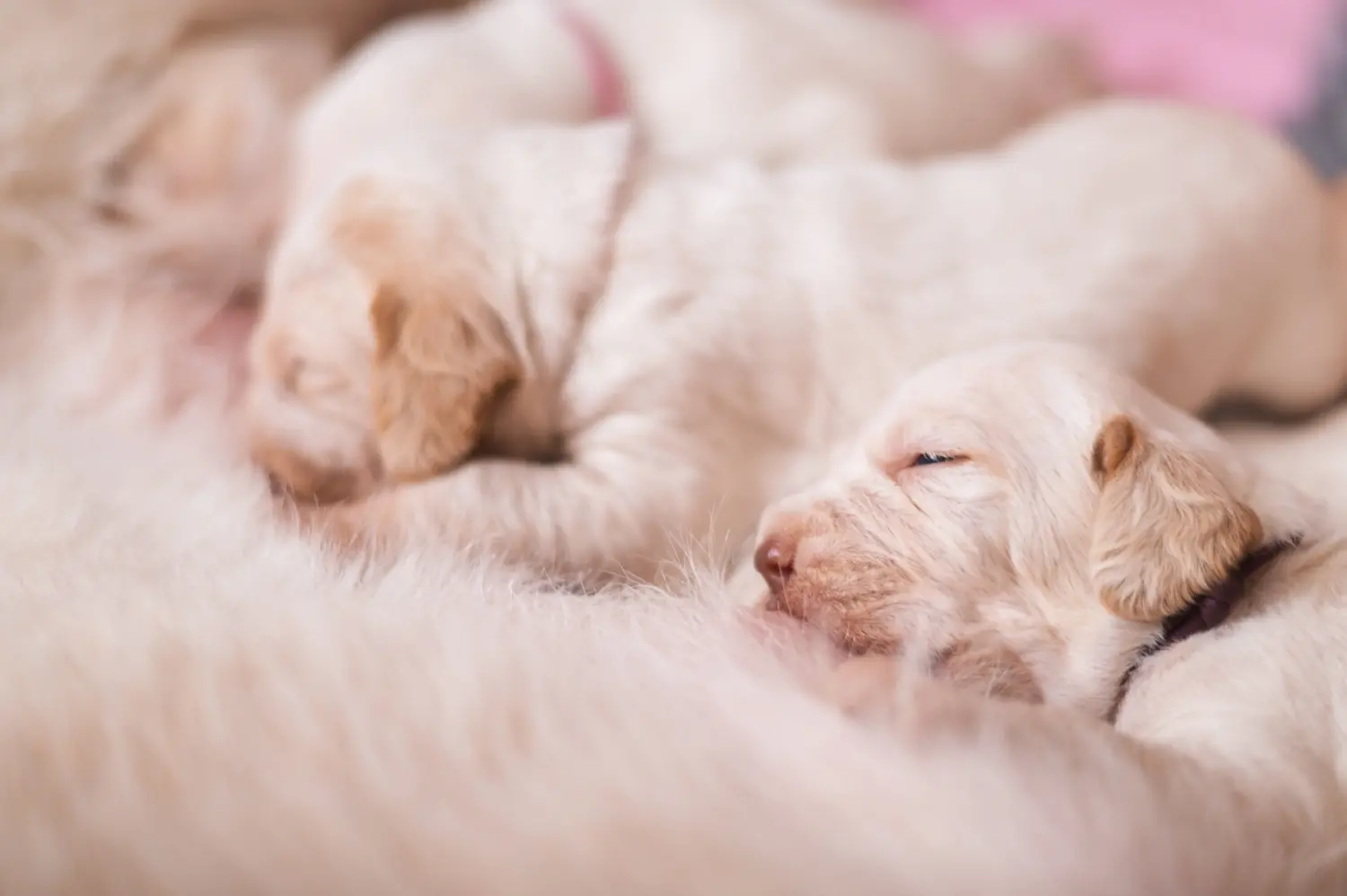 Een Spinone Italiano puppy kopen betekent verantwoordelijkheid nemen! Spinone Italiano puppy's kopen.