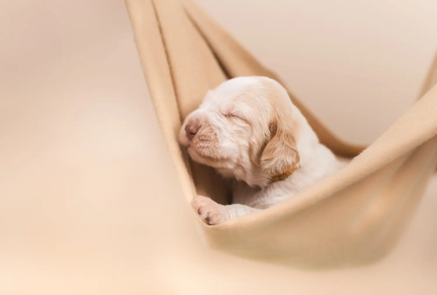 Een Spinone Italiano puppy kopen betekent verantwoordelijkheid nemen! Spinone Italiano puppy's kopen.