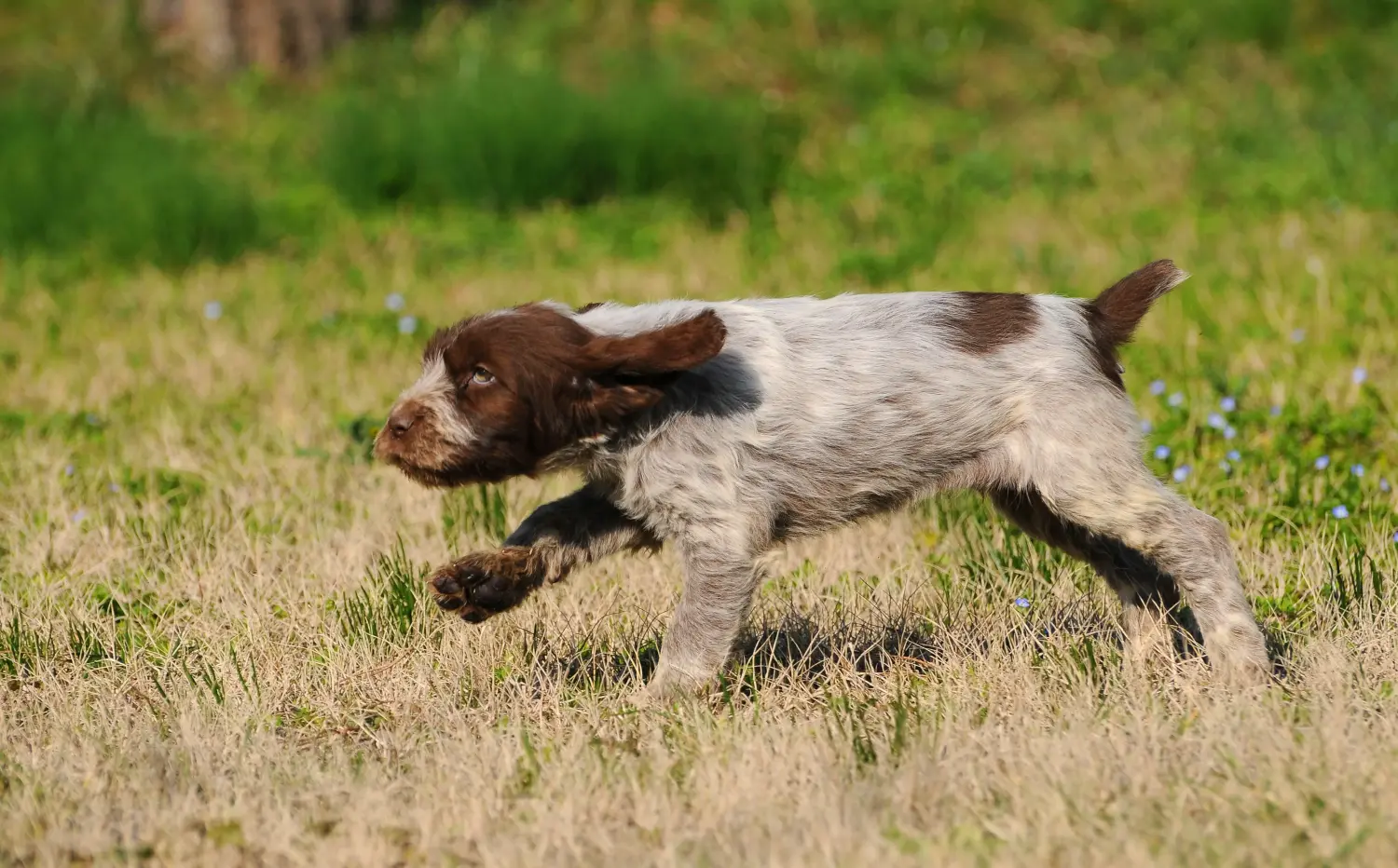 Een Spinone Italiano puppy kopen betekent verantwoordelijkheid nemen! Spinone Italiano puppy's kopen.