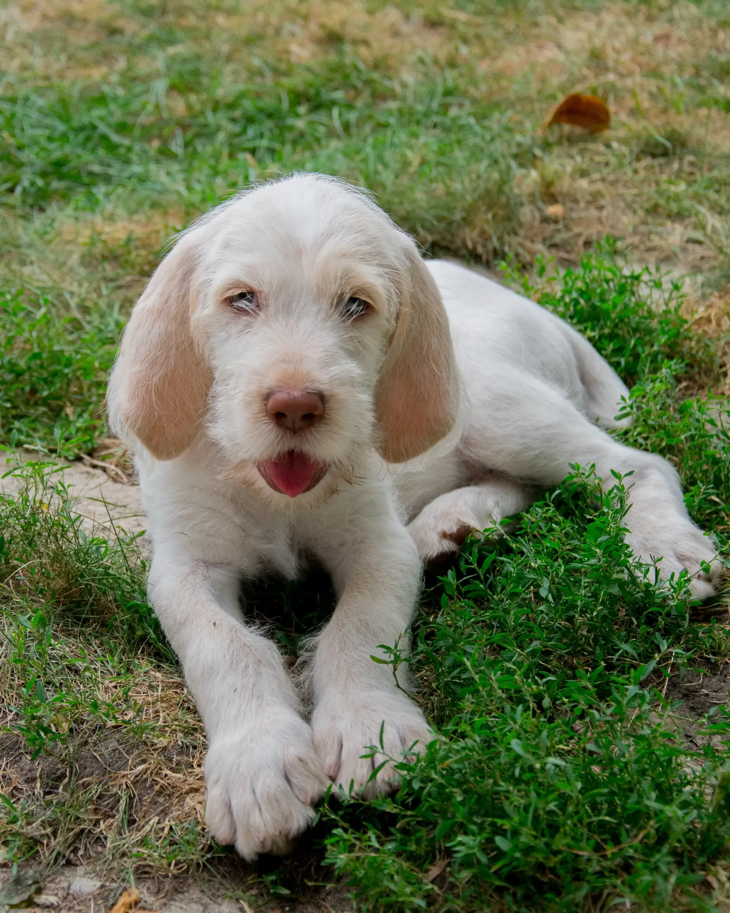 Een Spinone Italiano puppy kopen betekent verantwoordelijkheid nemen! Spinone Italiano puppy's kopen.