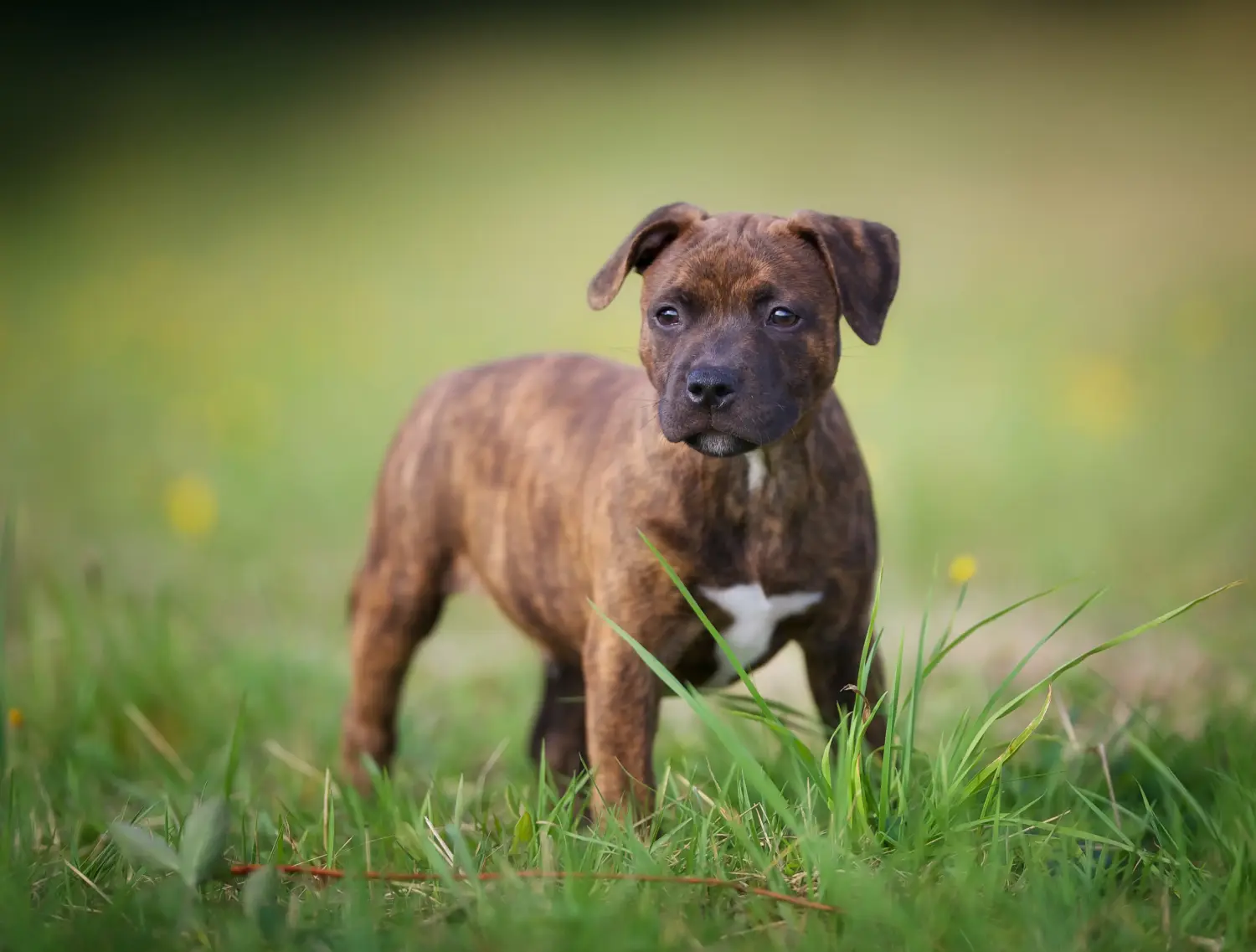 Een Staffordshire Bull Terrier puppy kopen betekent verantwoordelijkheid nemen! Staffordshire Bull Terrier puppy kopen.
