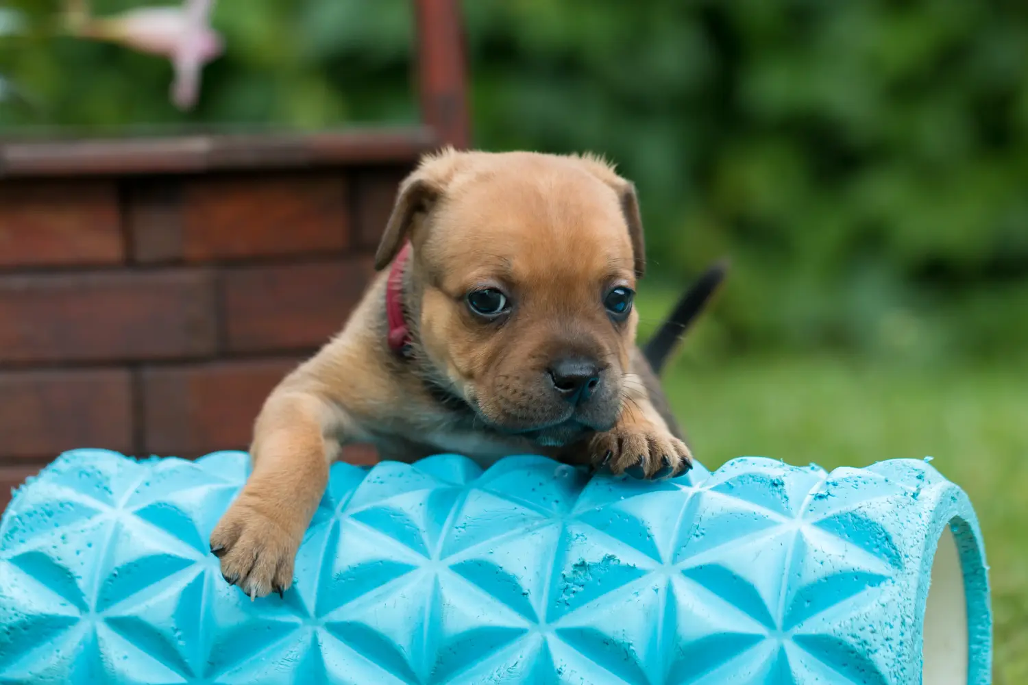 Een Staffordshire Bull Terrier puppy kopen betekent verantwoordelijkheid nemen! Staffordshire Bull Terrier puppy kopen.