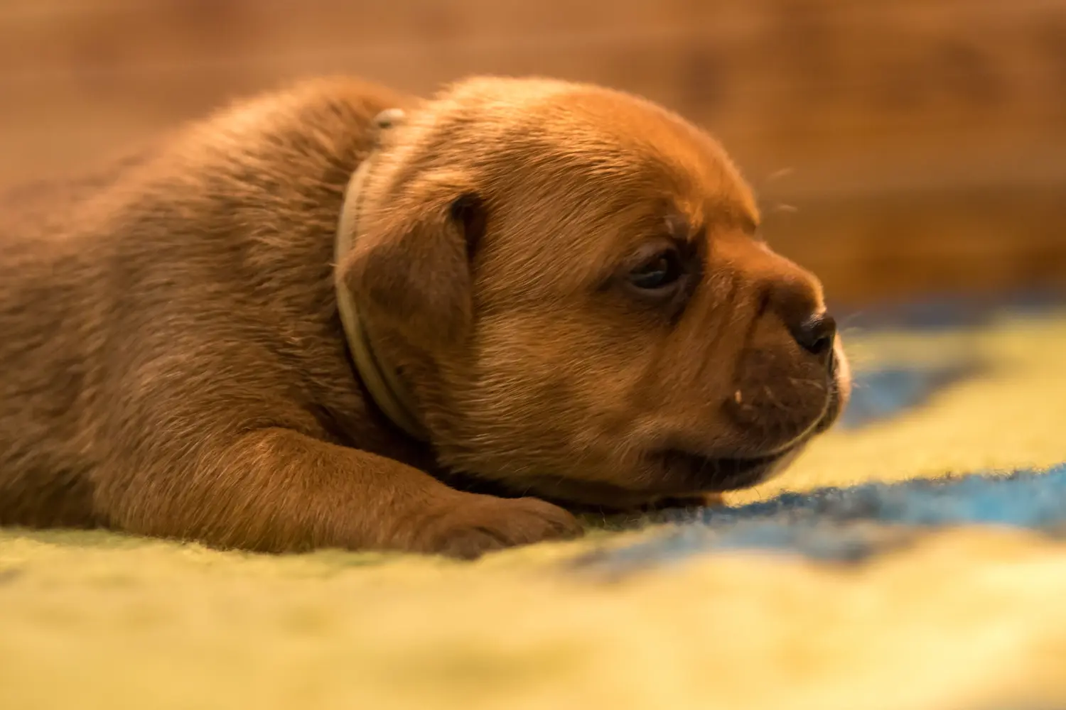 Een Staffordshire Bull Terrier puppy kopen betekent verantwoordelijkheid nemen! Staffordshire Bull Terrier puppy kopen.