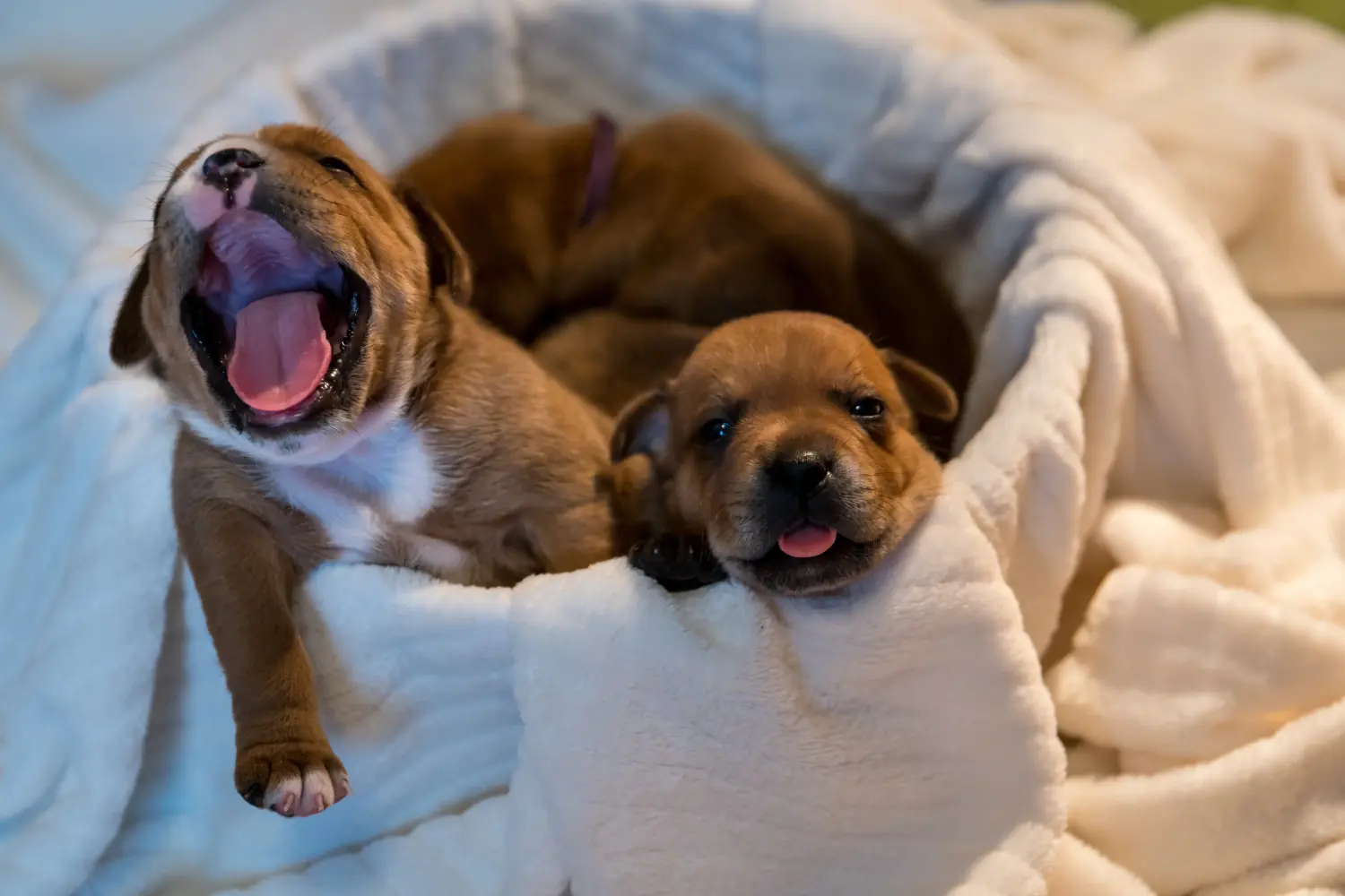 Een Staffordshire Bull Terrier puppy kopen betekent verantwoordelijkheid nemen! Staffordshire Bull Terrier puppy kopen.