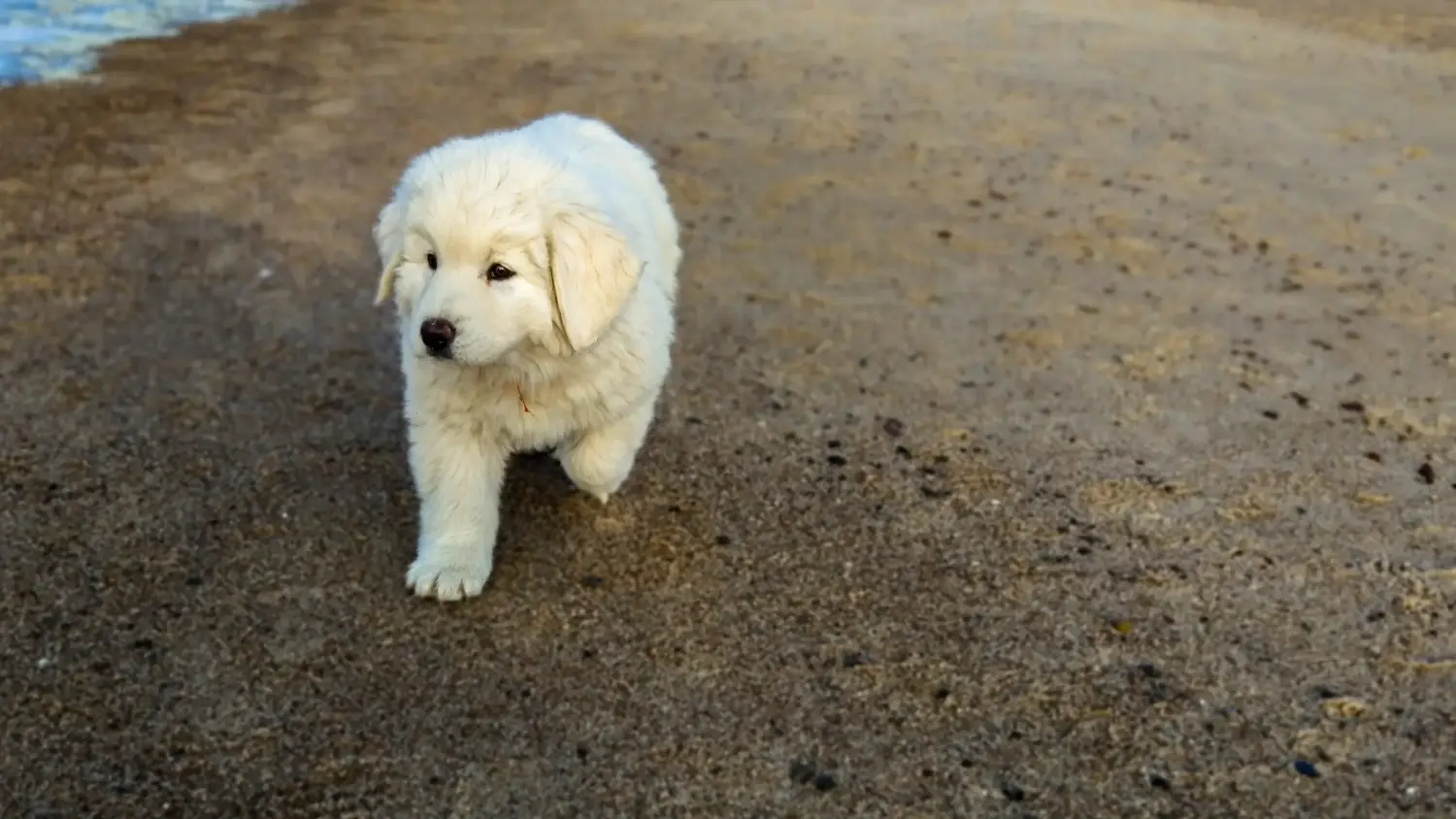 Een Tatra Herdershond puppy kopen betekent verantwoordelijkheid nemen! Tatra Herdershond puppy kopen.