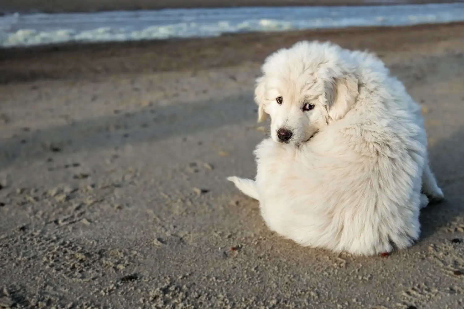 Een Tatra Herdershond puppy kopen betekent verantwoordelijkheid nemen! Tatra Herdershond puppy kopen.