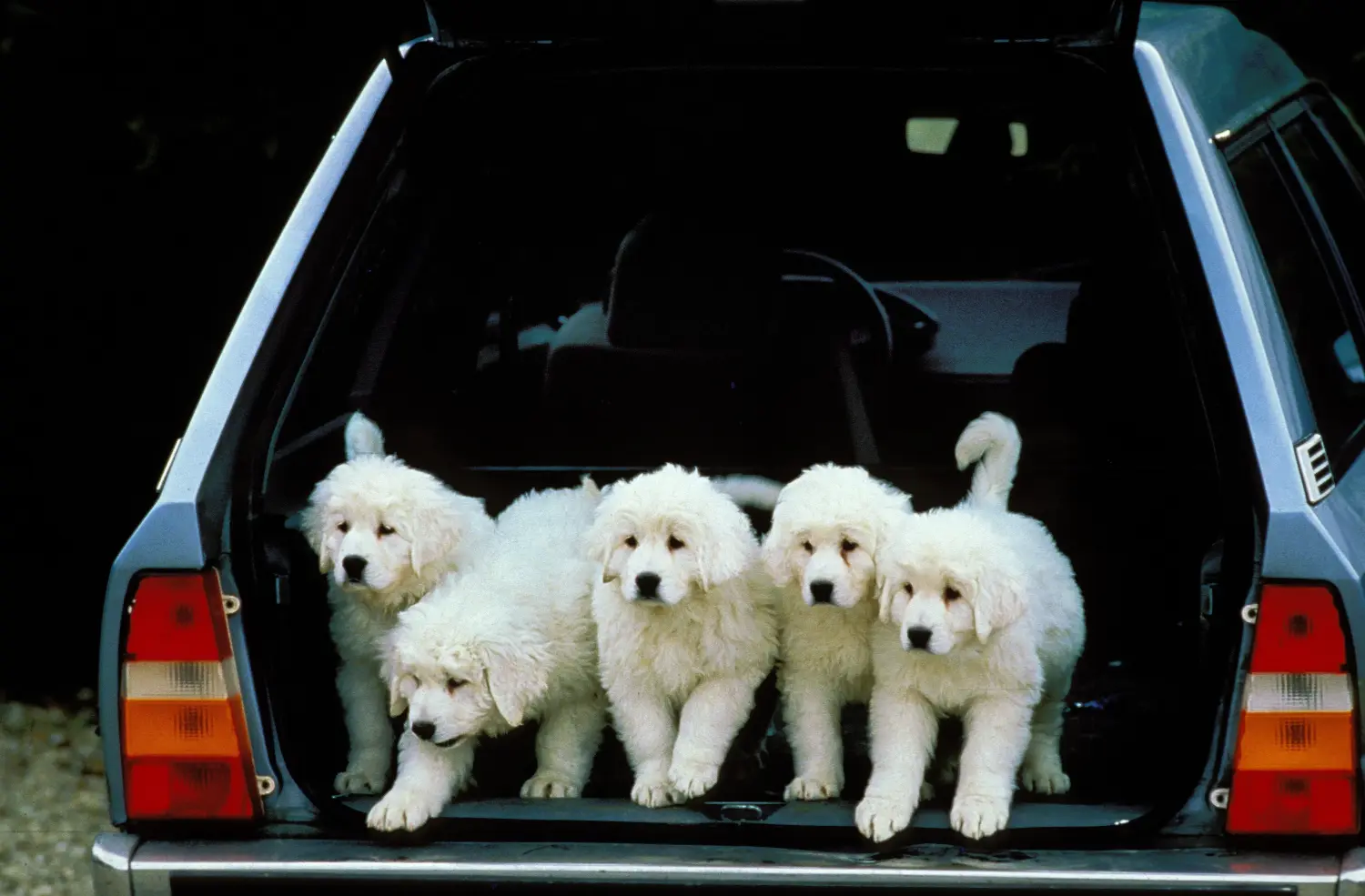 Een Tatra Herdershond puppy kopen betekent verantwoordelijkheid nemen! Tatra Herdershond puppy kopen.