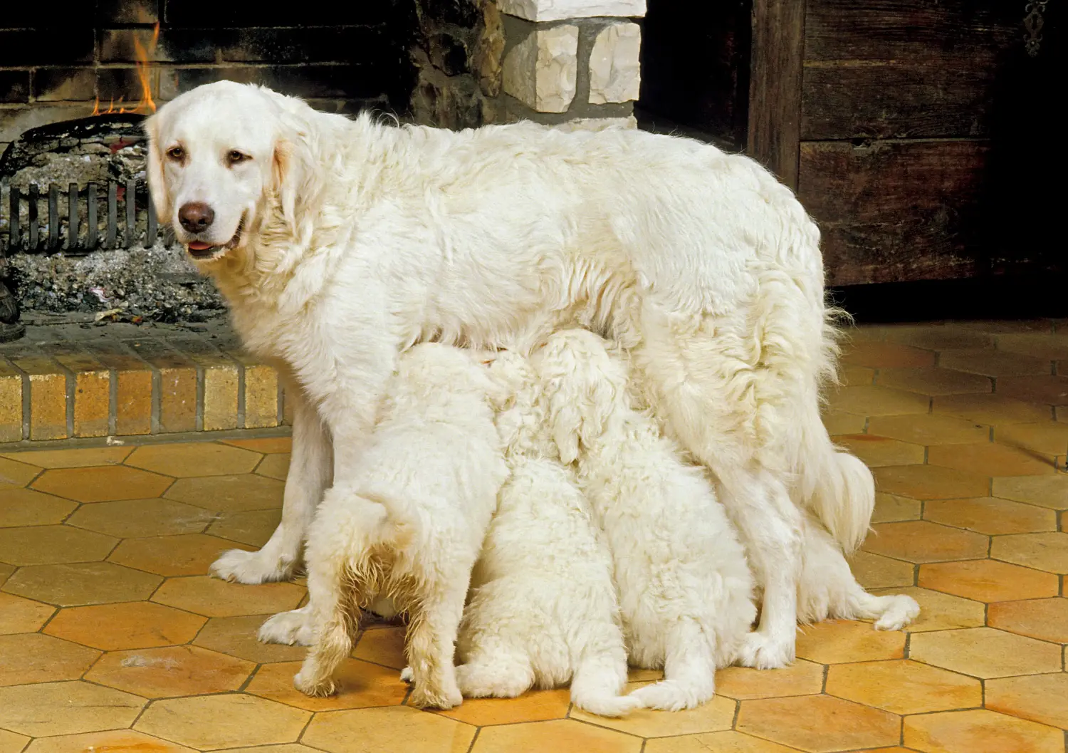 Een Tatra Herdershond puppy kopen betekent verantwoordelijkheid nemen! Tatra Herdershond puppy kopen.