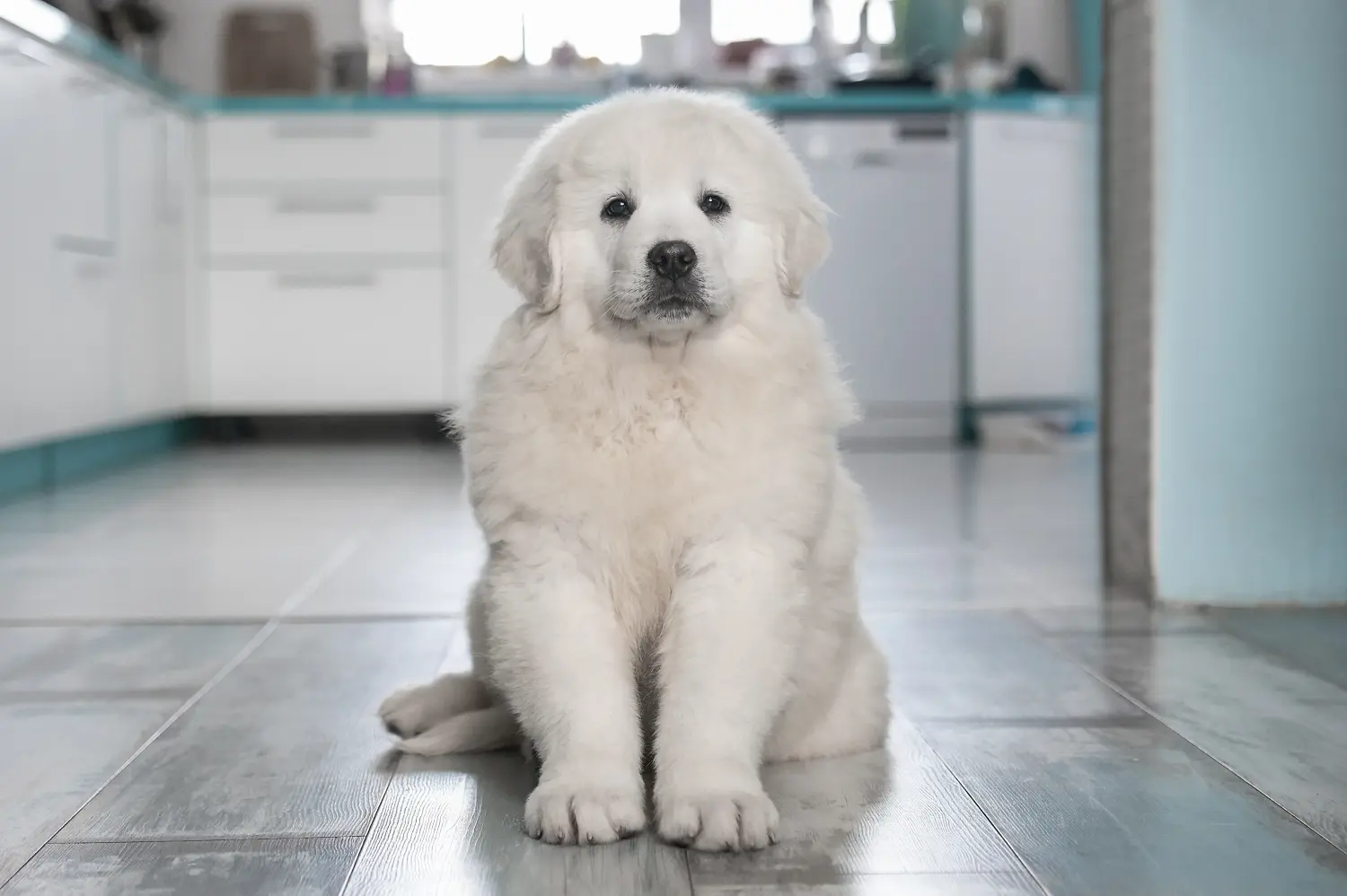 Een Tatra Herdershond puppy kopen betekent verantwoordelijkheid nemen! Tatra Herdershond puppy kopen.