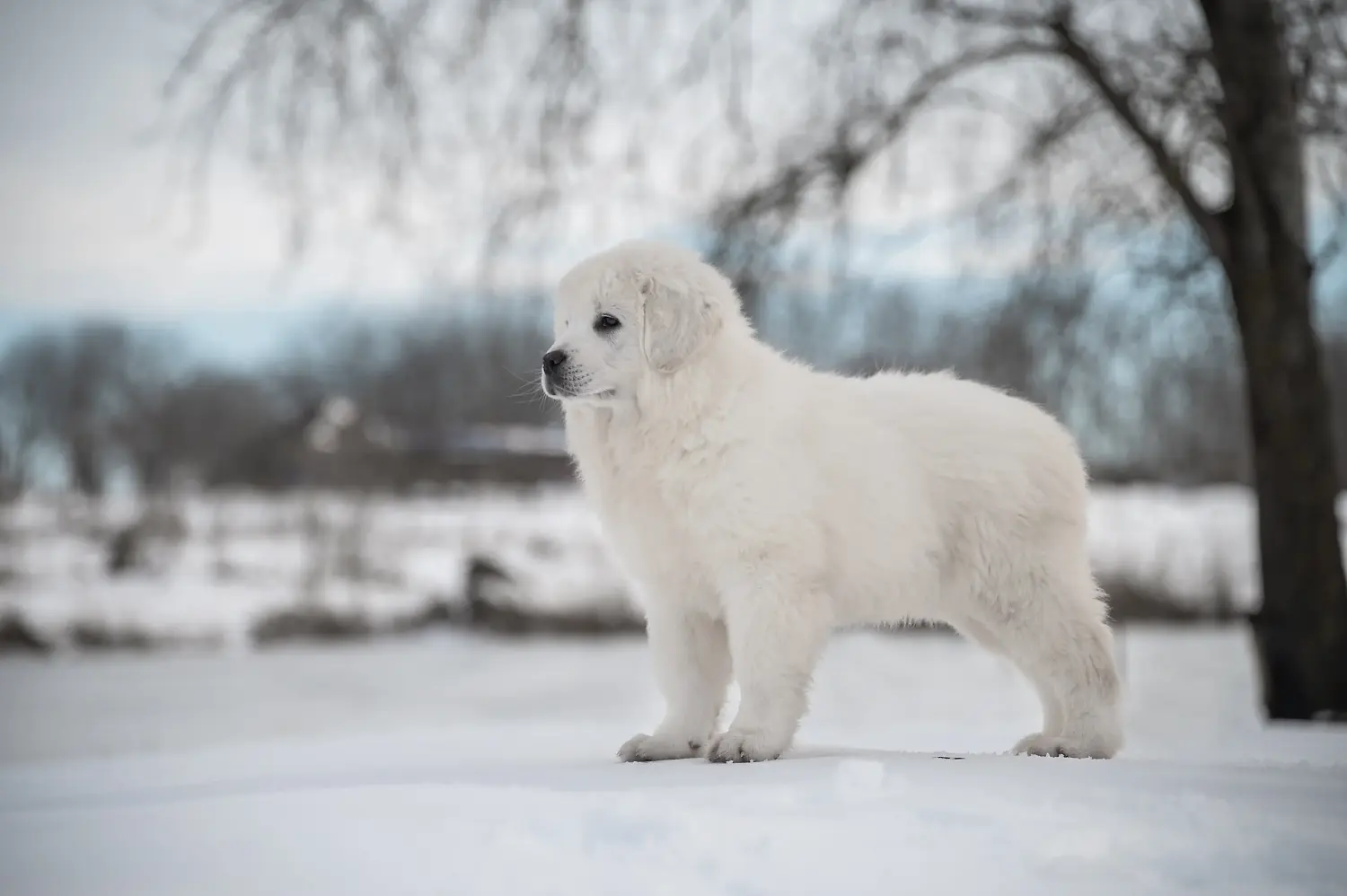 Een Tatra Herdershond puppy kopen betekent verantwoordelijkheid nemen! Tatra Herdershond puppy kopen.