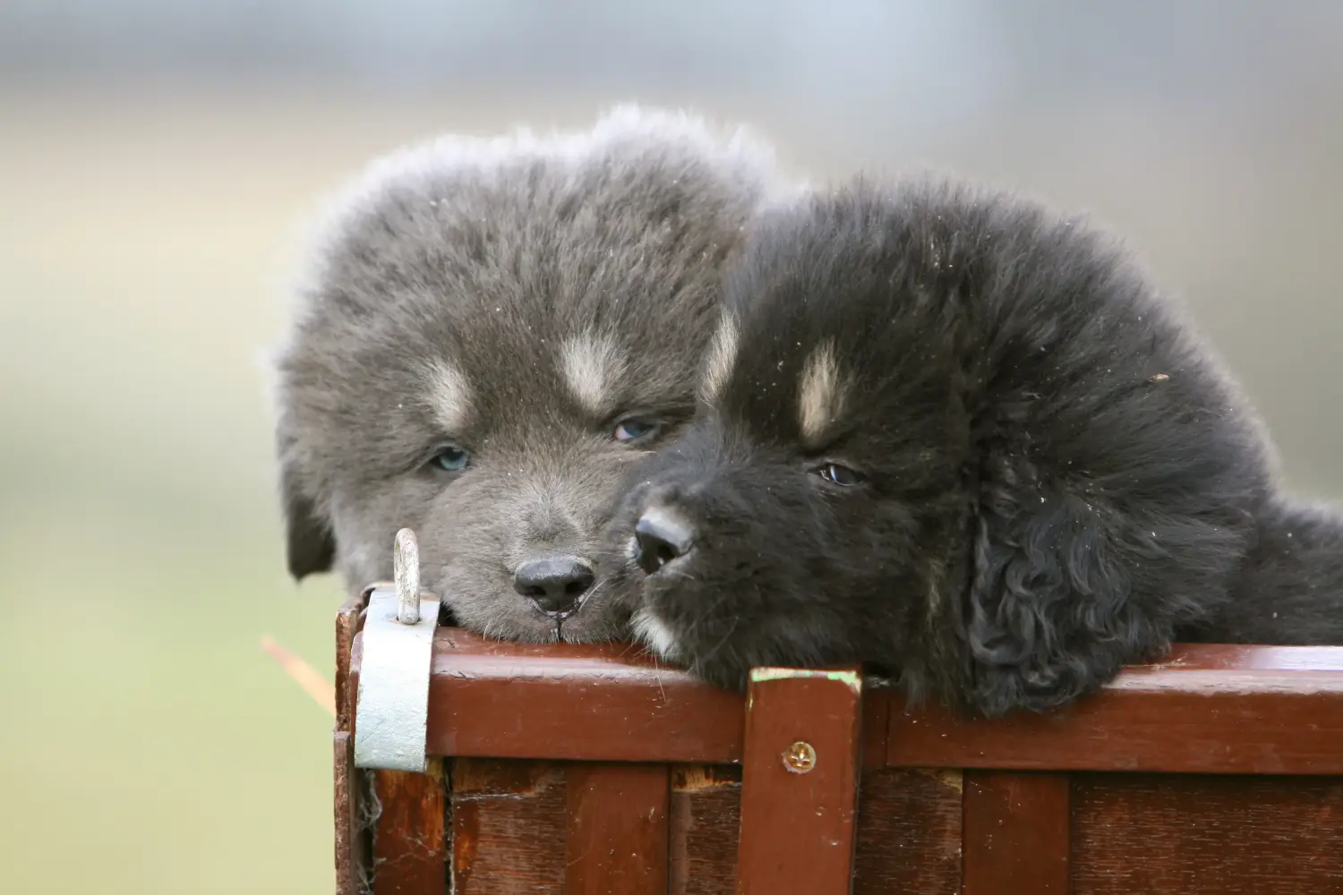 Een Tibetaanse Mastiff puppy kopen betekent verantwoordelijkheid nemen! Tibetaanse Mastiff puppy kopen.