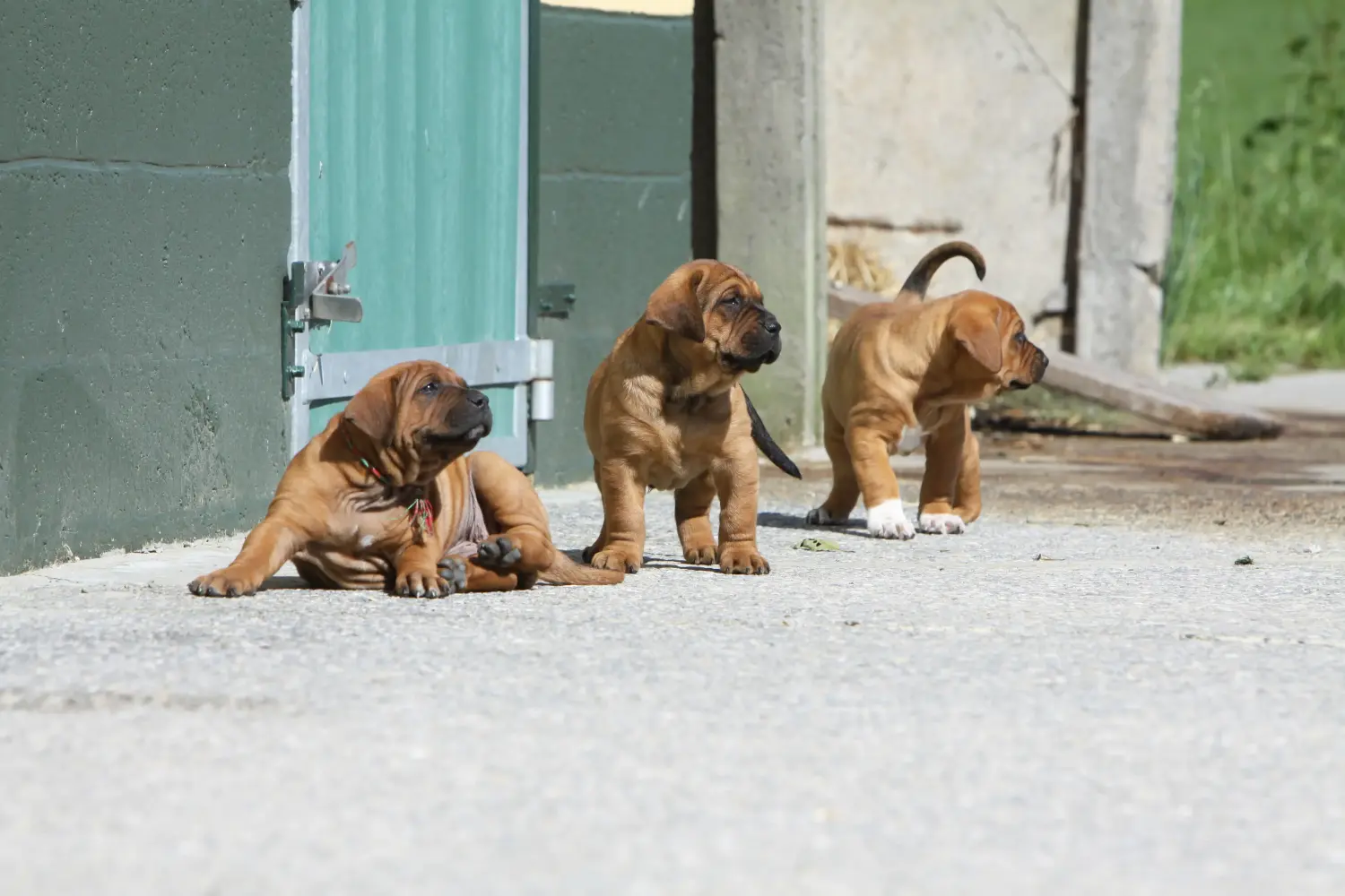 Een Tibetaanse Mastiff puppy kopen betekent verantwoordelijkheid nemen! Tibetaanse Mastiff puppy kopen.