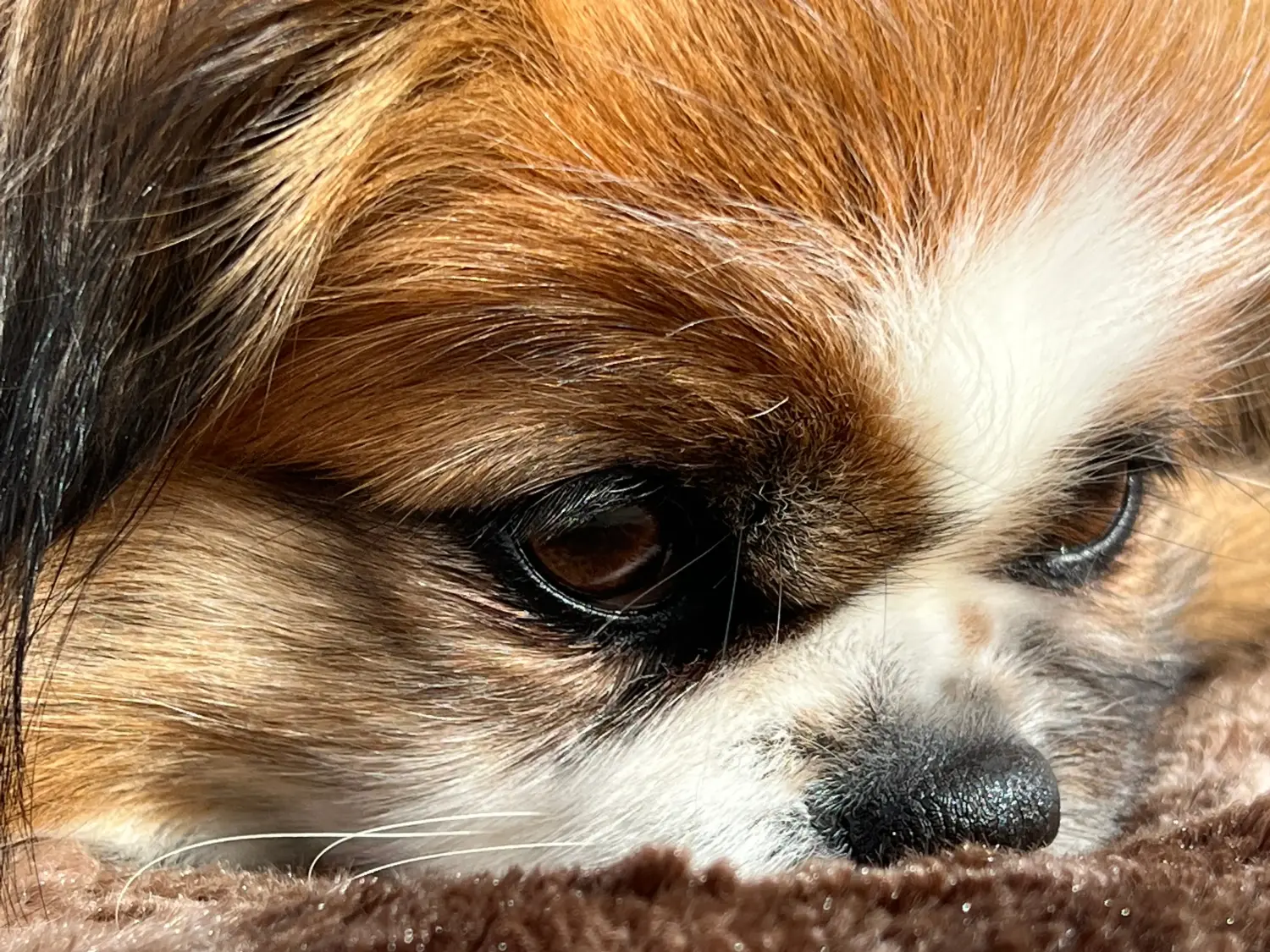 Een Tibetaanse spaniël puppy kopen betekent verantwoordelijkheid nemen! Tibetaanse spaniël puppy kopen.