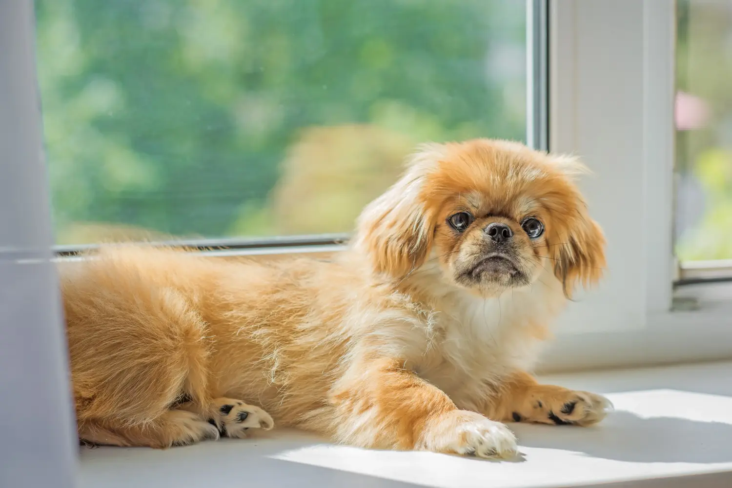 Een Tibetaanse spaniël puppy kopen betekent verantwoordelijkheid nemen! Tibetaanse spaniël puppy kopen.