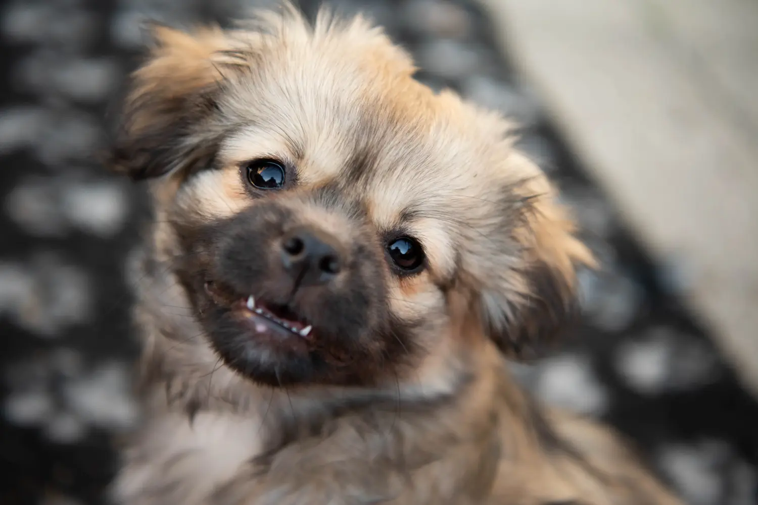 Een Tibetaanse spaniël puppy kopen betekent verantwoordelijkheid nemen! Tibetaanse spaniël puppy kopen.
