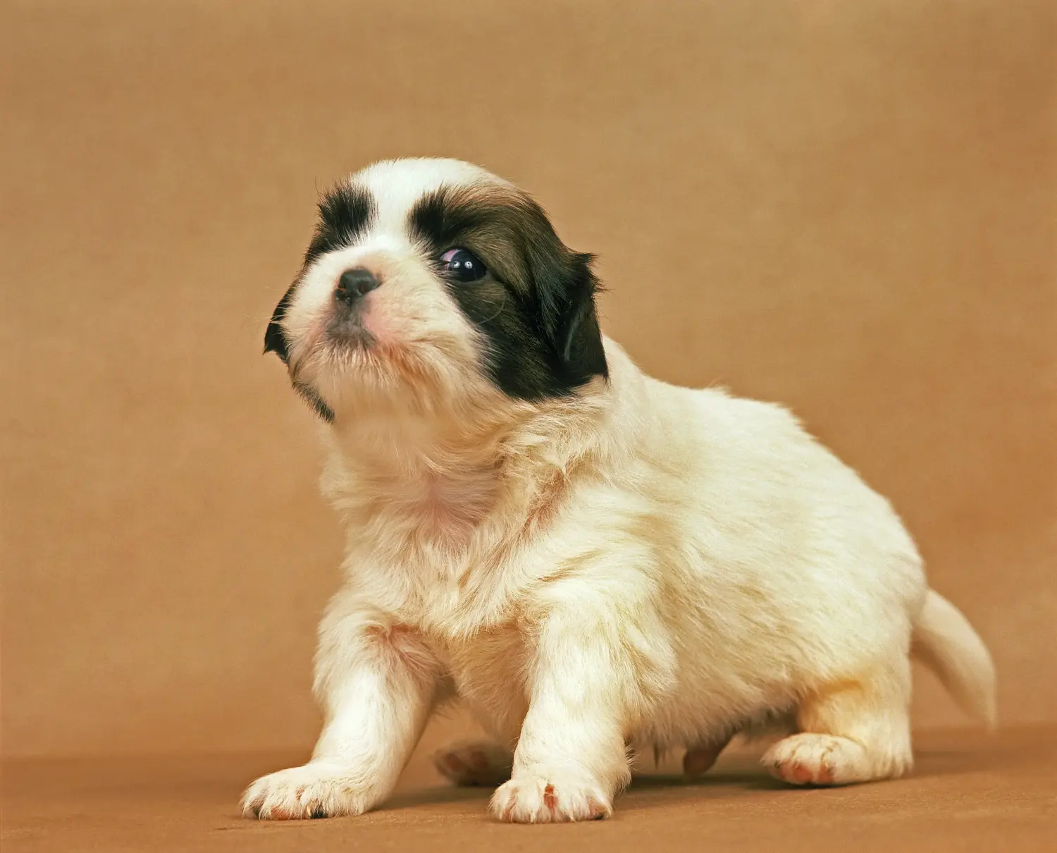 Een Tibetaanse spaniël puppy kopen betekent verantwoordelijkheid nemen! Tibetaanse spaniël puppy kopen.