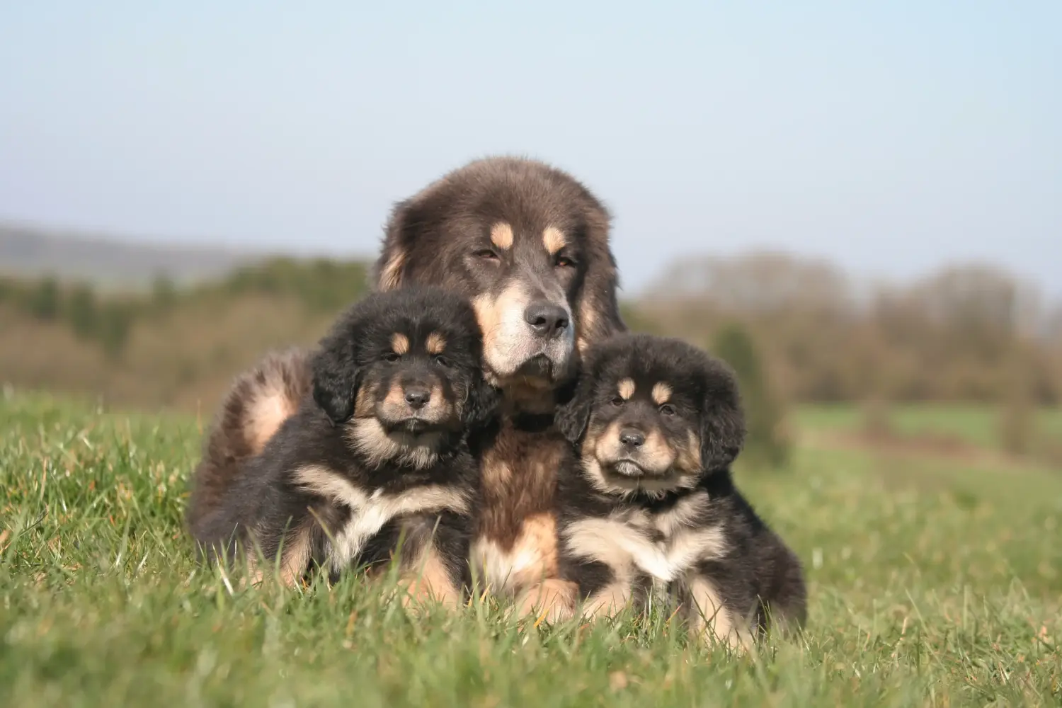 Een Tibetaanse Mastiff puppy kopen betekent verantwoordelijkheid nemen! Tibetaanse Mastiff puppy kopen.