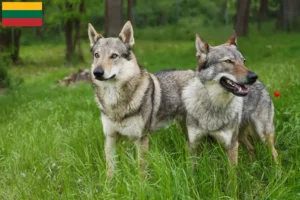 Lees meer over het artikel Tsjechoslowaakse Wolfshond fokker en puppies in Litouwen