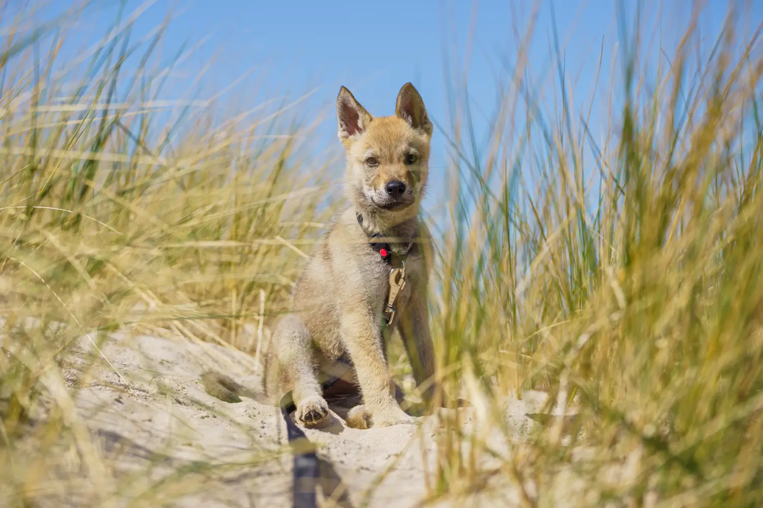 Een Tsjechoslowaakse wolfshond puppy kopen betekent verantwoordelijkheid nemen! Tsjechoslowaakse Wolfshond puppy kopen.
