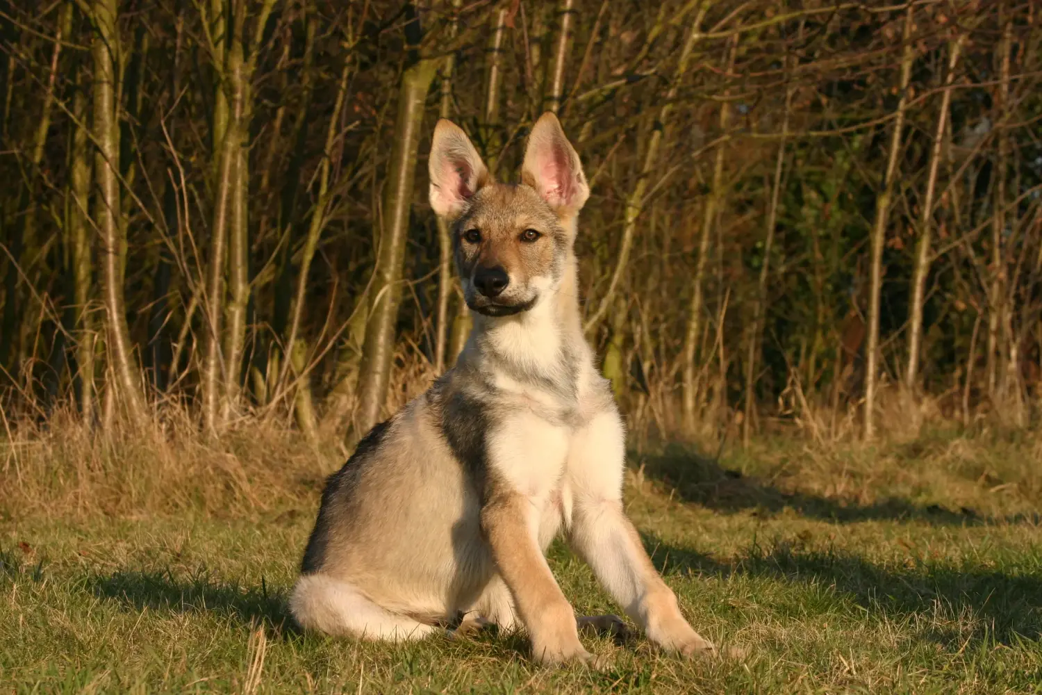 Een Tsjechoslowaakse wolfshond puppy kopen betekent verantwoordelijkheid nemen! Tsjechoslowaakse Wolfshond puppy kopen.