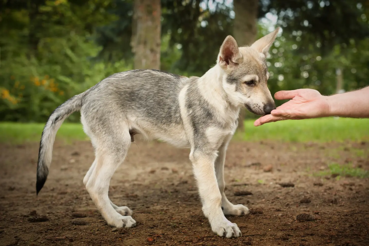 Een Tsjechoslowaakse wolfshond puppy kopen betekent verantwoordelijkheid nemen! Tsjechoslowaakse Wolfshond puppy kopen.