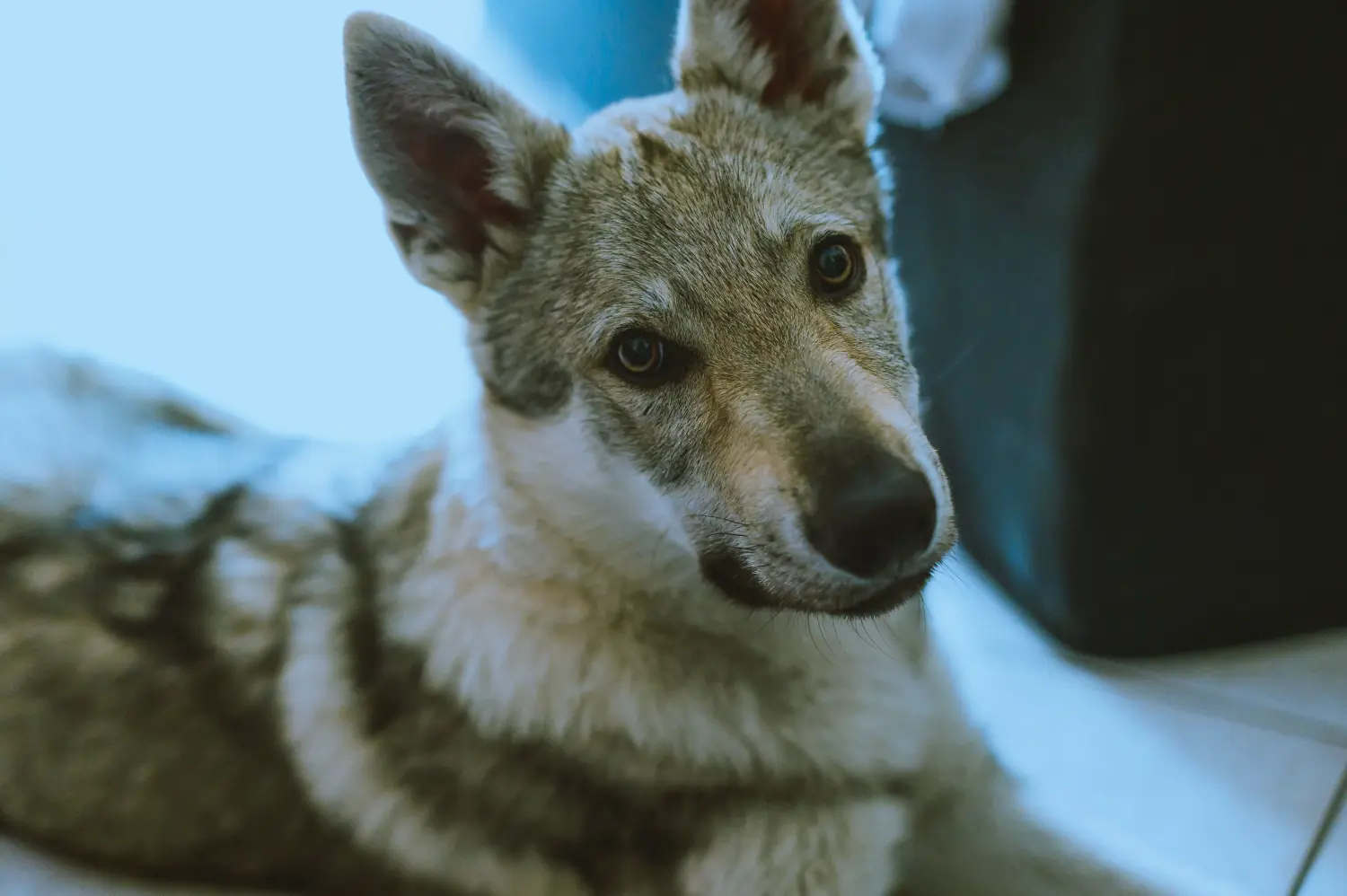 Een Tsjechoslowaakse wolfshond puppy kopen betekent verantwoordelijkheid nemen! Tsjechoslowaakse Wolfshond puppy kopen.