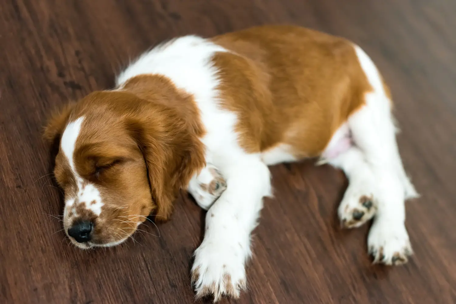 Een Welsh Springer Spaniel puppy kopen betekent verantwoordelijkheid nemen! Welsh Springer Spaniel puppy kopen.