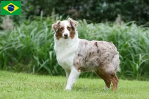 Lees meer over het artikel Australian Shepherd fokkers en pups in Brazilië