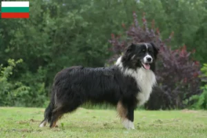 Lees meer over het artikel Australian Shepherd fokkers en puppy’s in Bulgarije
