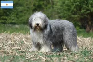 Lees meer over het artikel Baard Collie fokkers en pups in Argentinië