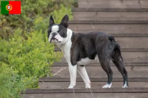 Lees meer over het artikel Boston Terrier fokkers en pups in Portugal