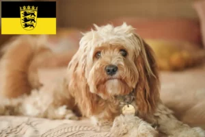 Lees meer over het artikel Cavoodle fokkers en puppies in Baden-Württemberg